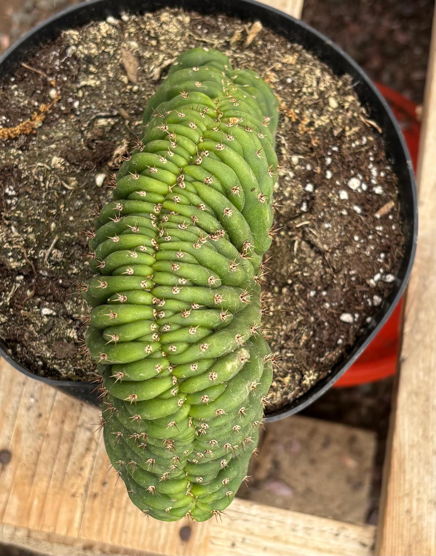 #EC139 EXACT Trichocereus Pachanoi San Pedro Crested Cactus in 8"-Cactus - Large - Exact-The Succulent Source