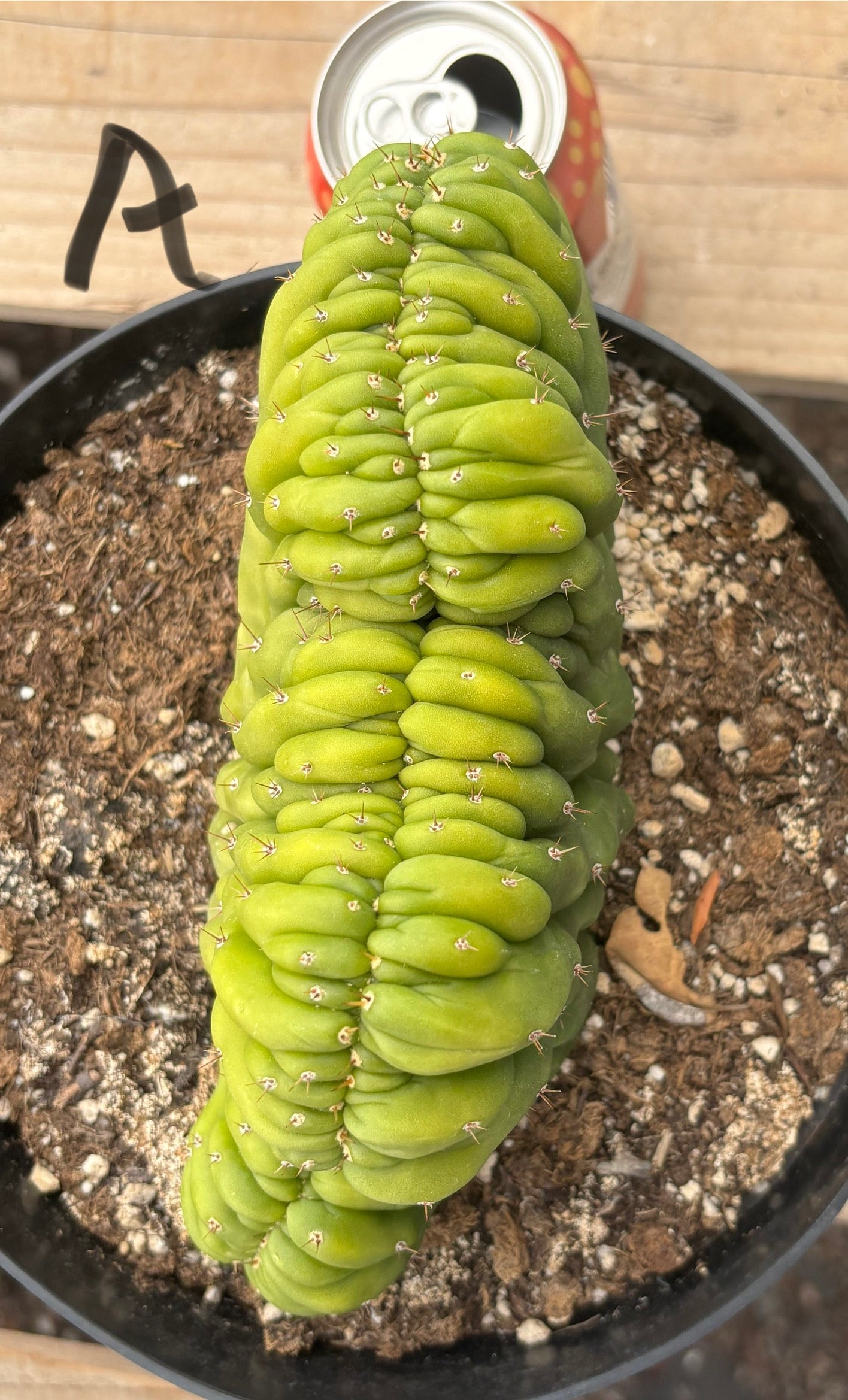 #EC139 EXACT Trichocereus Pachanoi San Pedro Crested Cactus in 8"-Cactus - Large - Exact-The Succulent Source