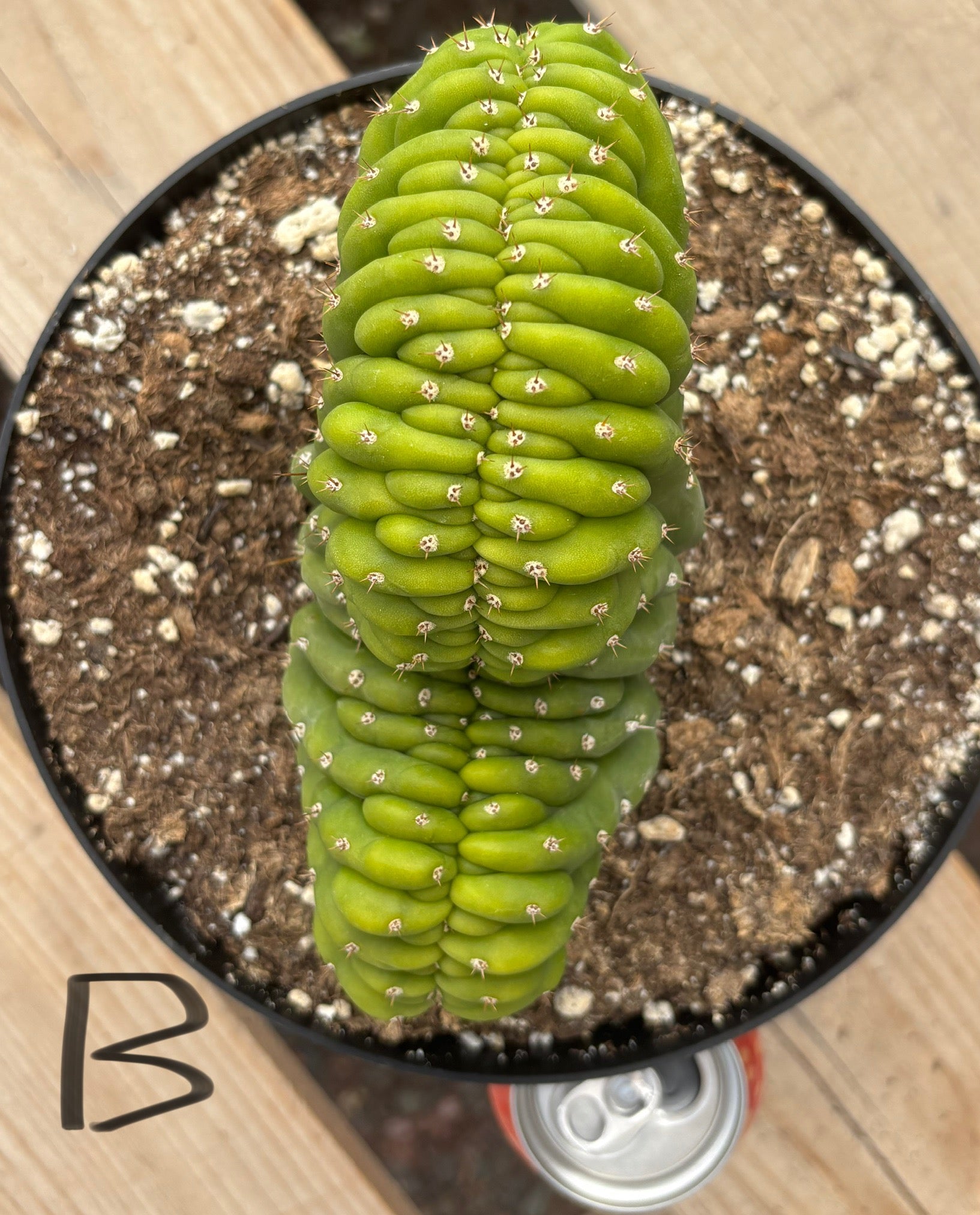 #EC139 EXACT Trichocereus Pachanoi San Pedro Crested Cactus in 8"-Cactus - Large - Exact-The Succulent Source