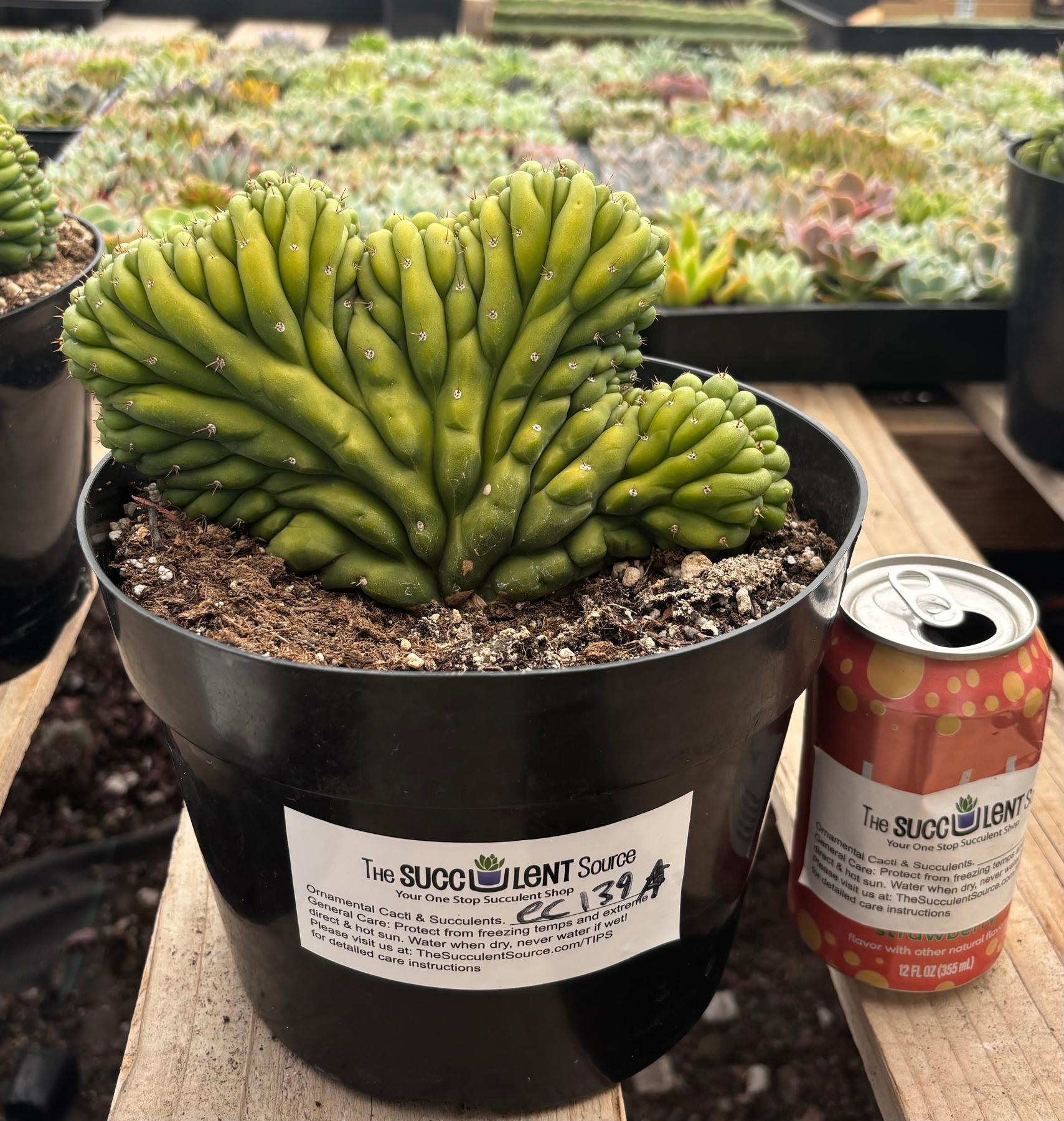 #EC139 EXACT Trichocereus Pachanoi San Pedro Crested Cactus in 8"-Cactus - Large - Exact-The Succulent Source