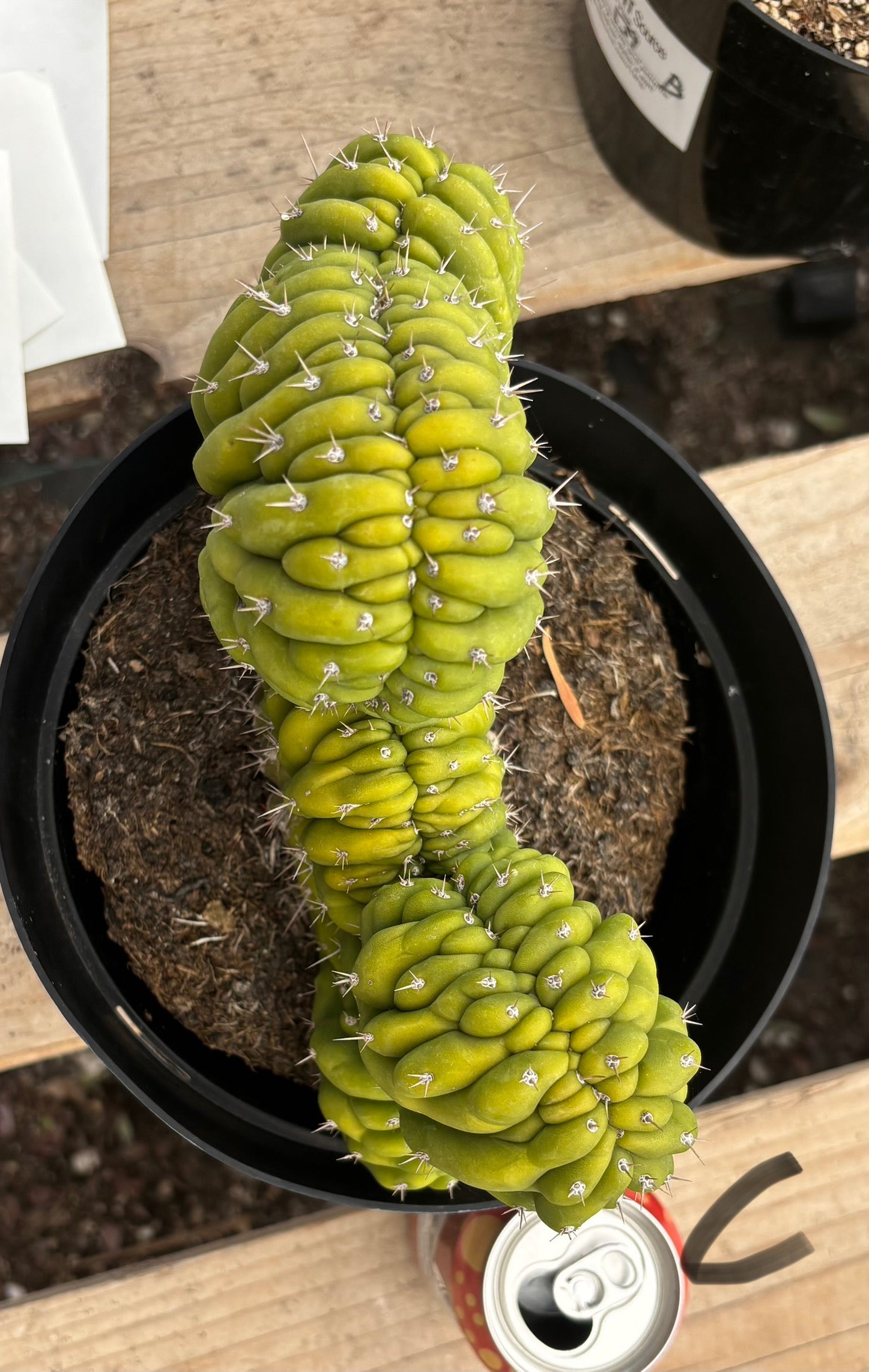 #EC139 EXACT Trichocereus Pachanoi San Pedro Crested Cactus in 8"-Cactus - Large - Exact-The Succulent Source