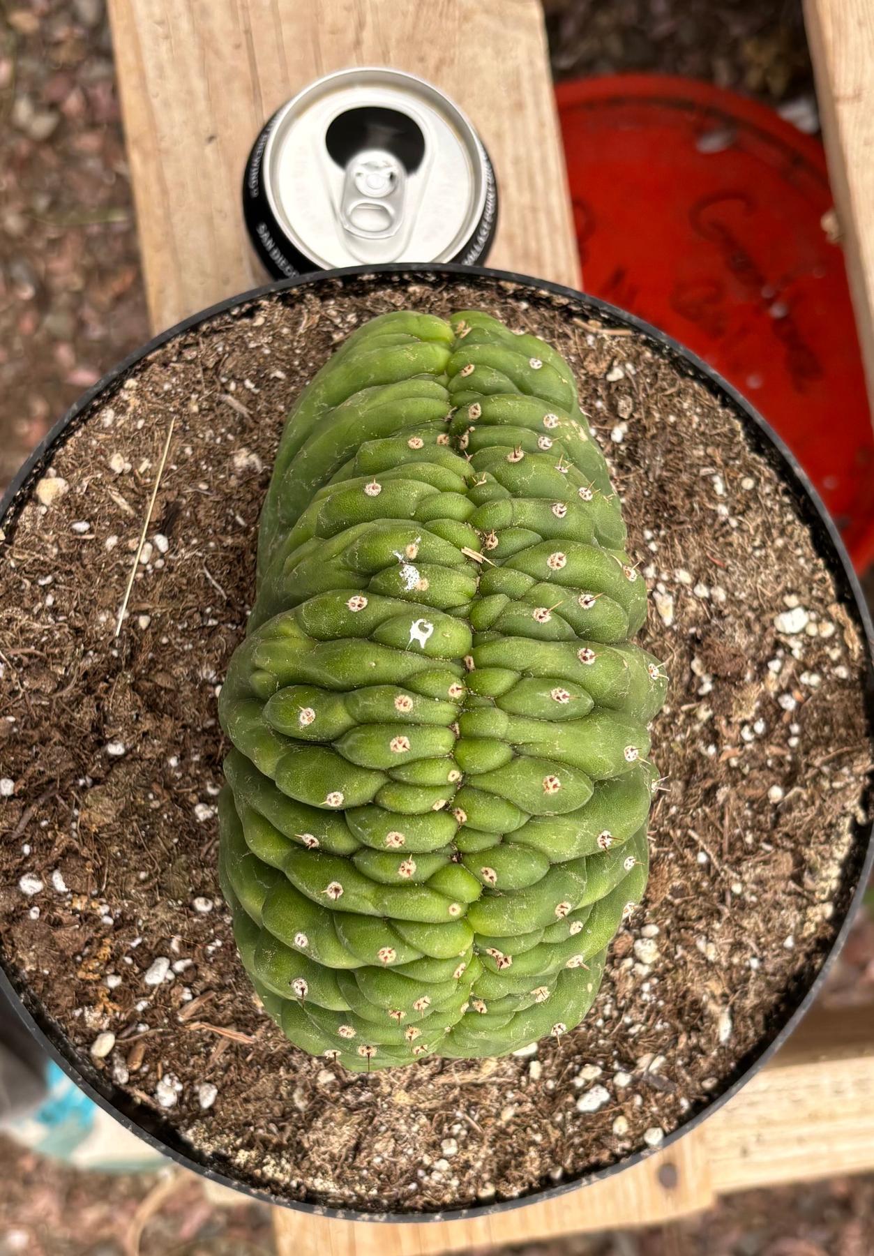 #EC139 EXACT Trichocereus Pachanoi San Pedro Crested Cactus in 8"-Cactus - Large - Exact-The Succulent Source
