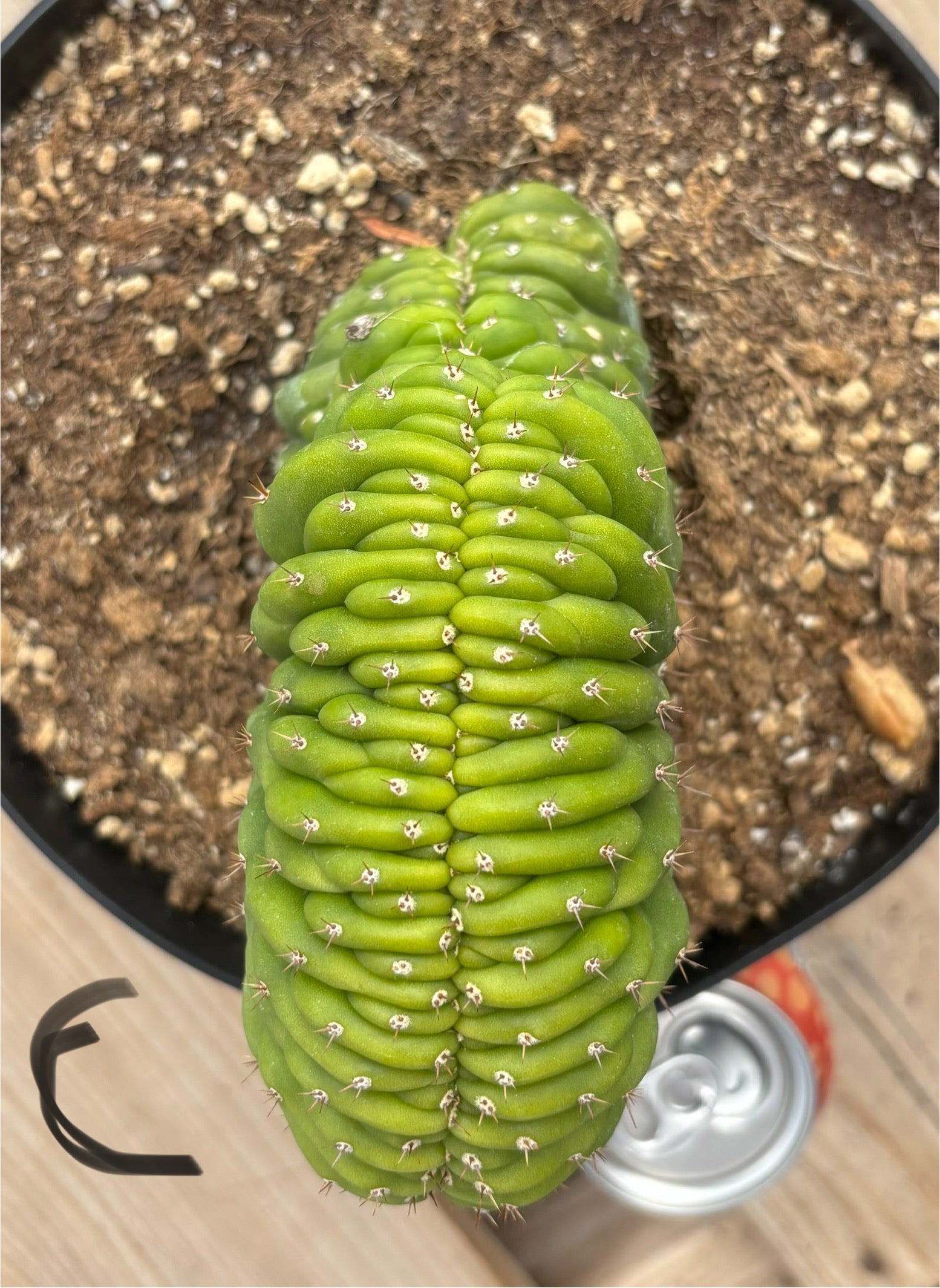 #EC139 EXACT Trichocereus Pachanoi San Pedro Crested Cactus in 8"-Cactus - Large - Exact-The Succulent Source
