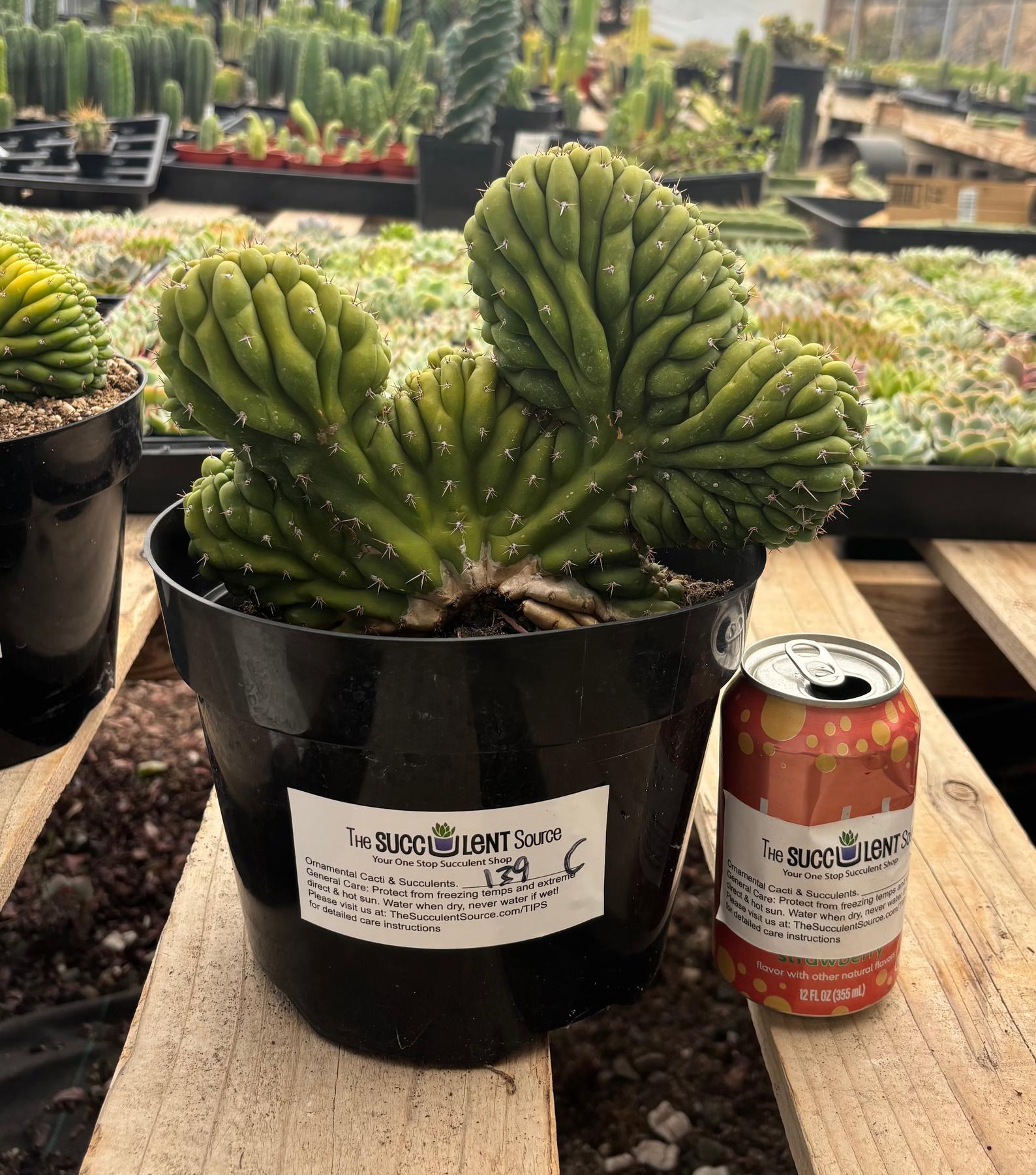 #EC139 EXACT Trichocereus Pachanoi San Pedro Crested Cactus in 8"-Cactus - Large - Exact-The Succulent Source