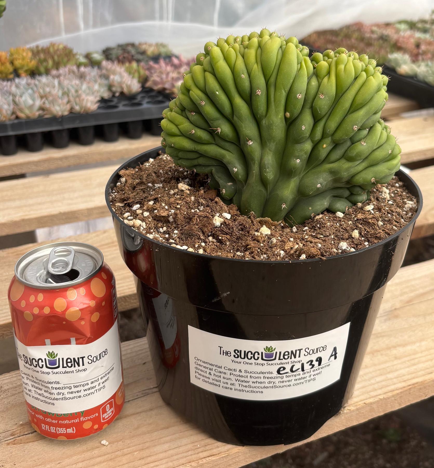 #EC139 EXACT Trichocereus Pachanoi San Pedro Crested Cactus in 8"-Cactus - Large - Exact-The Succulent Source
