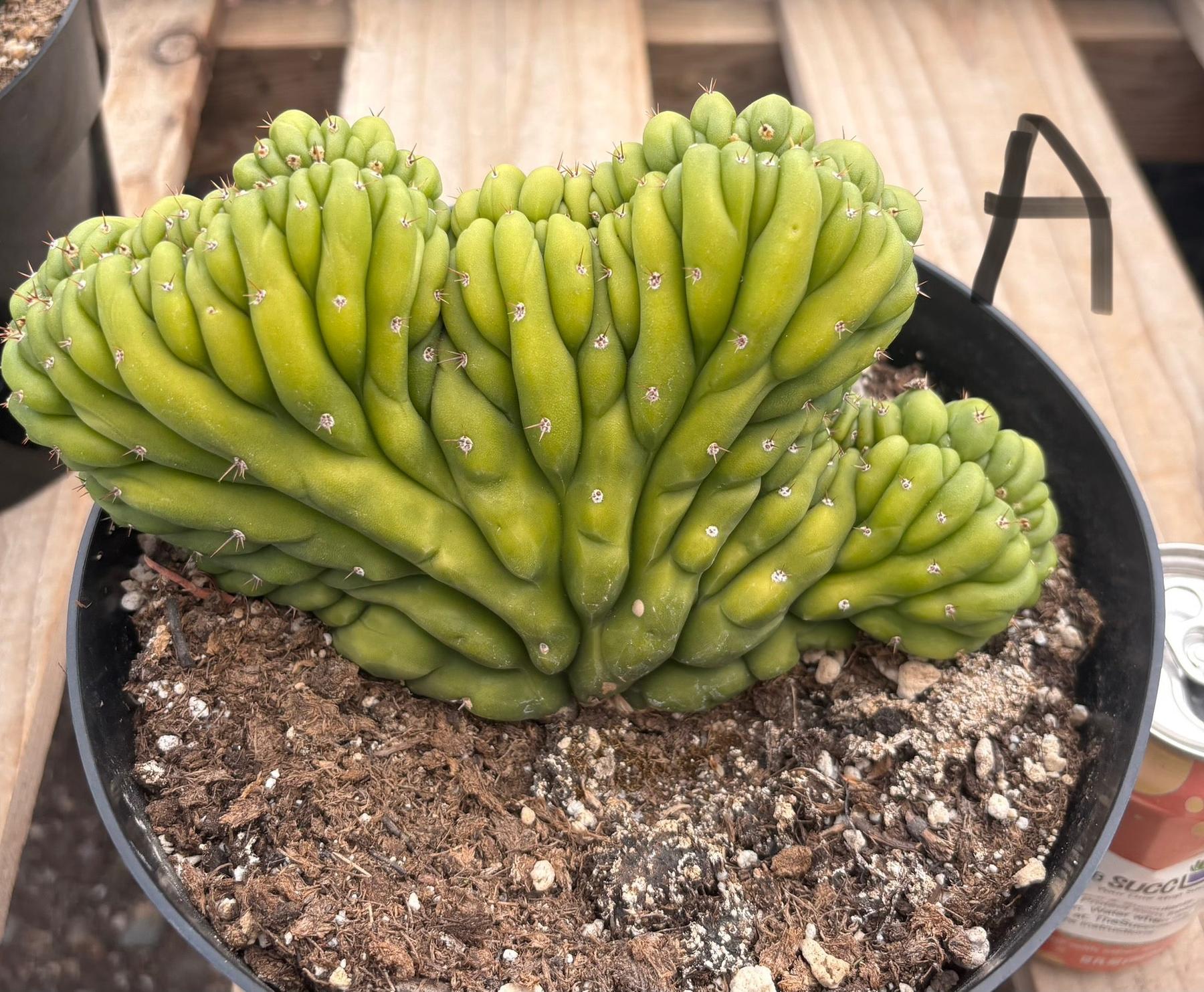 #EC139 EXACT Trichocereus Pachanoi San Pedro Crested Cactus in 8"-Cactus - Large - Exact-The Succulent Source