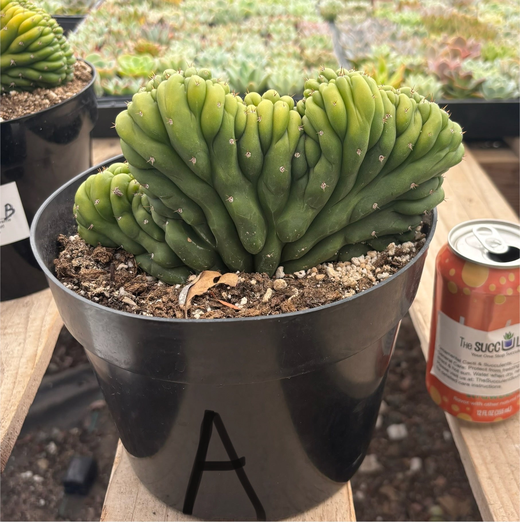 #EC139 EXACT Trichocereus Pachanoi San Pedro Crested Cactus in 8"-Cactus - Large - Exact-The Succulent Source