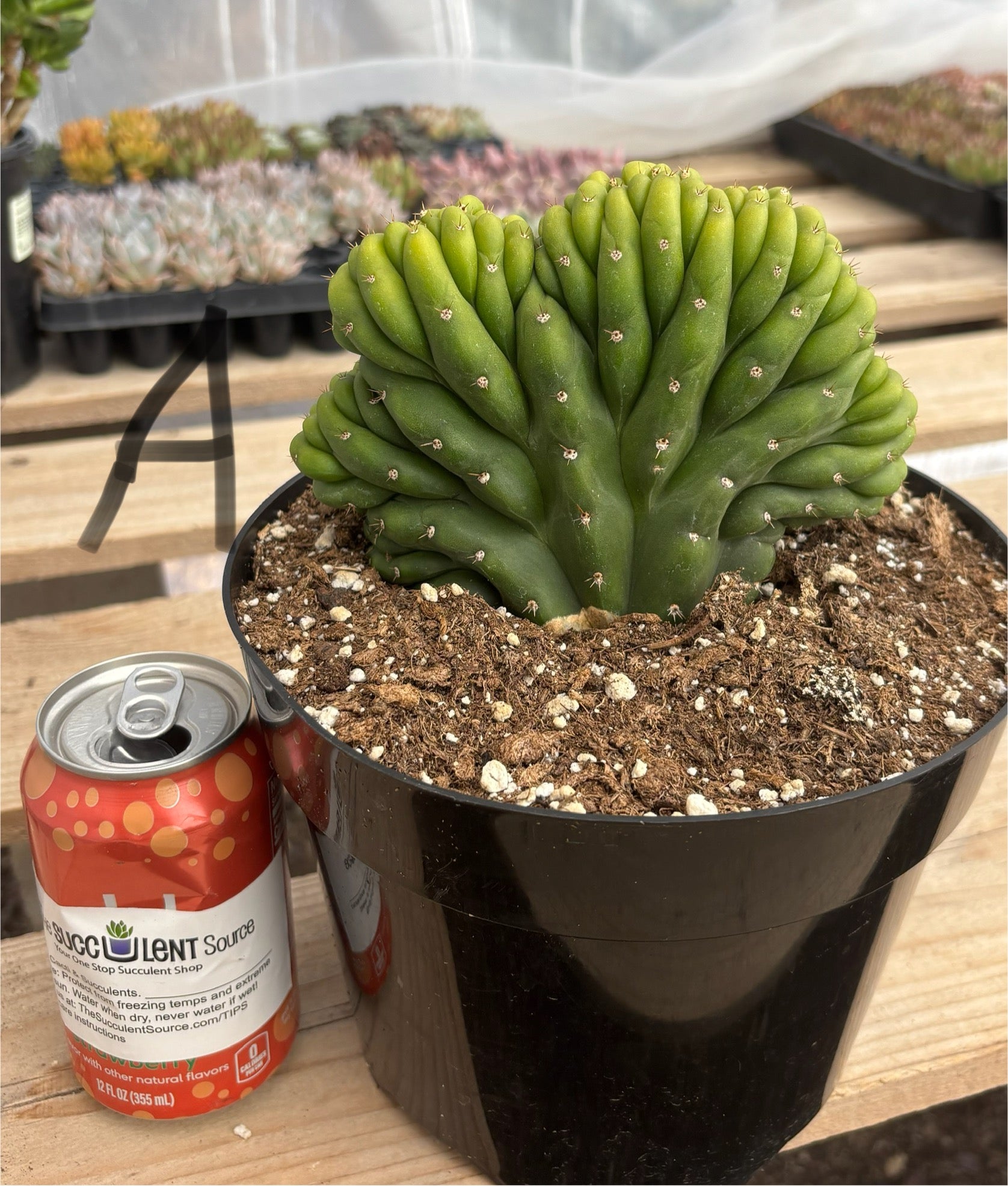 #EC139 EXACT Trichocereus Pachanoi San Pedro Crested Cactus in 8"-Cactus - Large - Exact-The Succulent Source