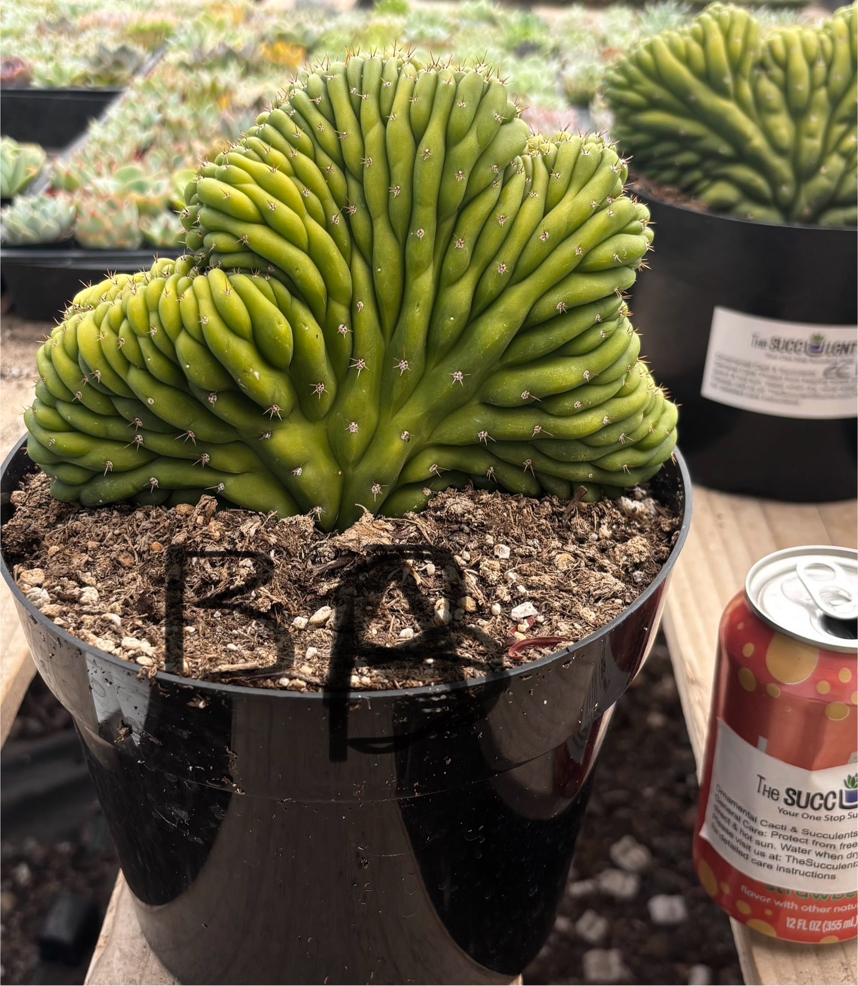 #EC139 EXACT Trichocereus Pachanoi San Pedro Crested Cactus in 8"-Cactus - Large - Exact-The Succulent Source