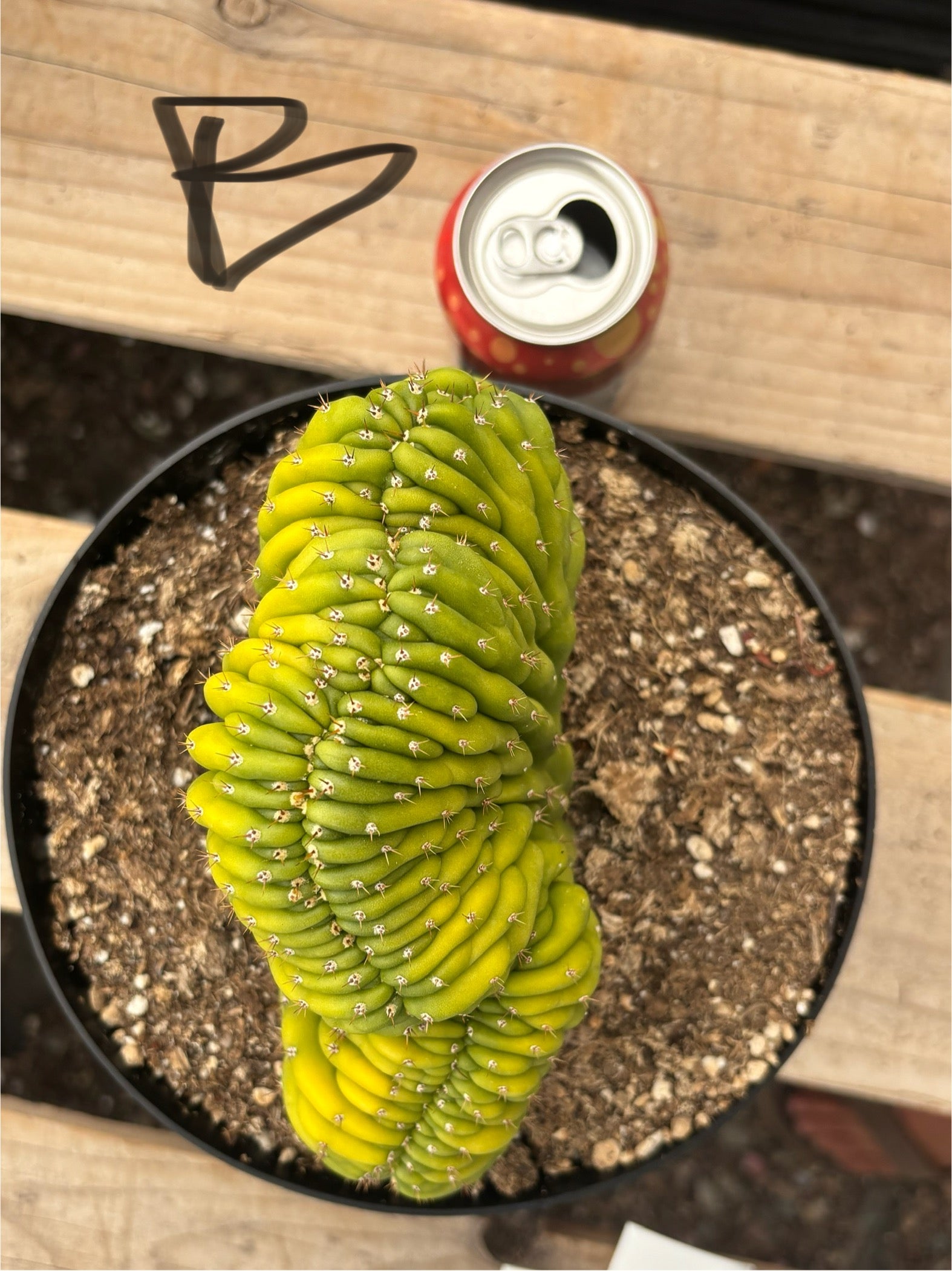 #EC139 EXACT Trichocereus Pachanoi San Pedro Crested Cactus in 8"-Cactus - Large - Exact-The Succulent Source