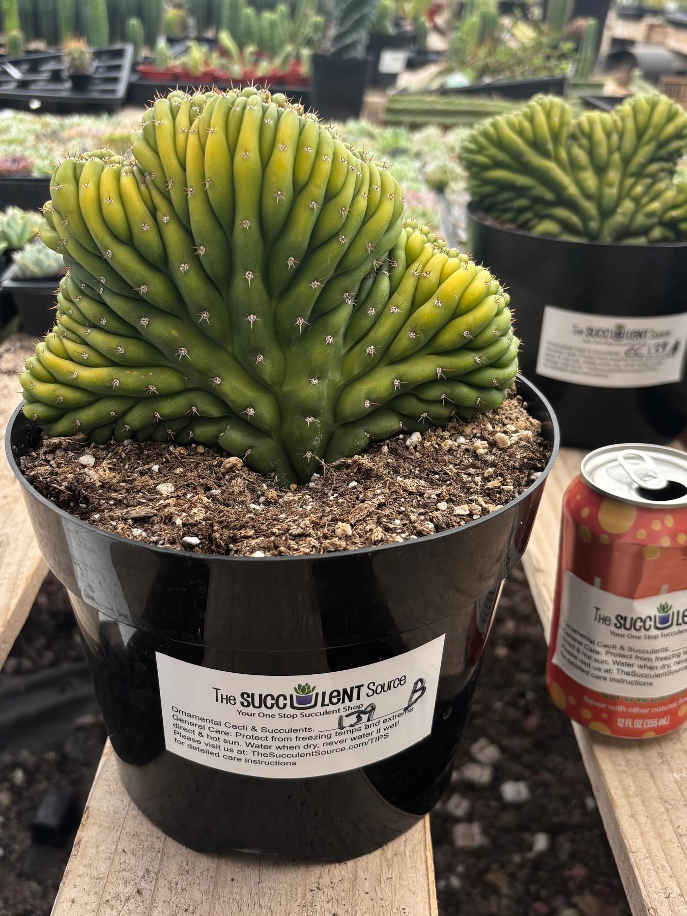 #EC139 EXACT Trichocereus Pachanoi San Pedro Crested Cactus in 8"-Cactus - Large - Exact-The Succulent Source