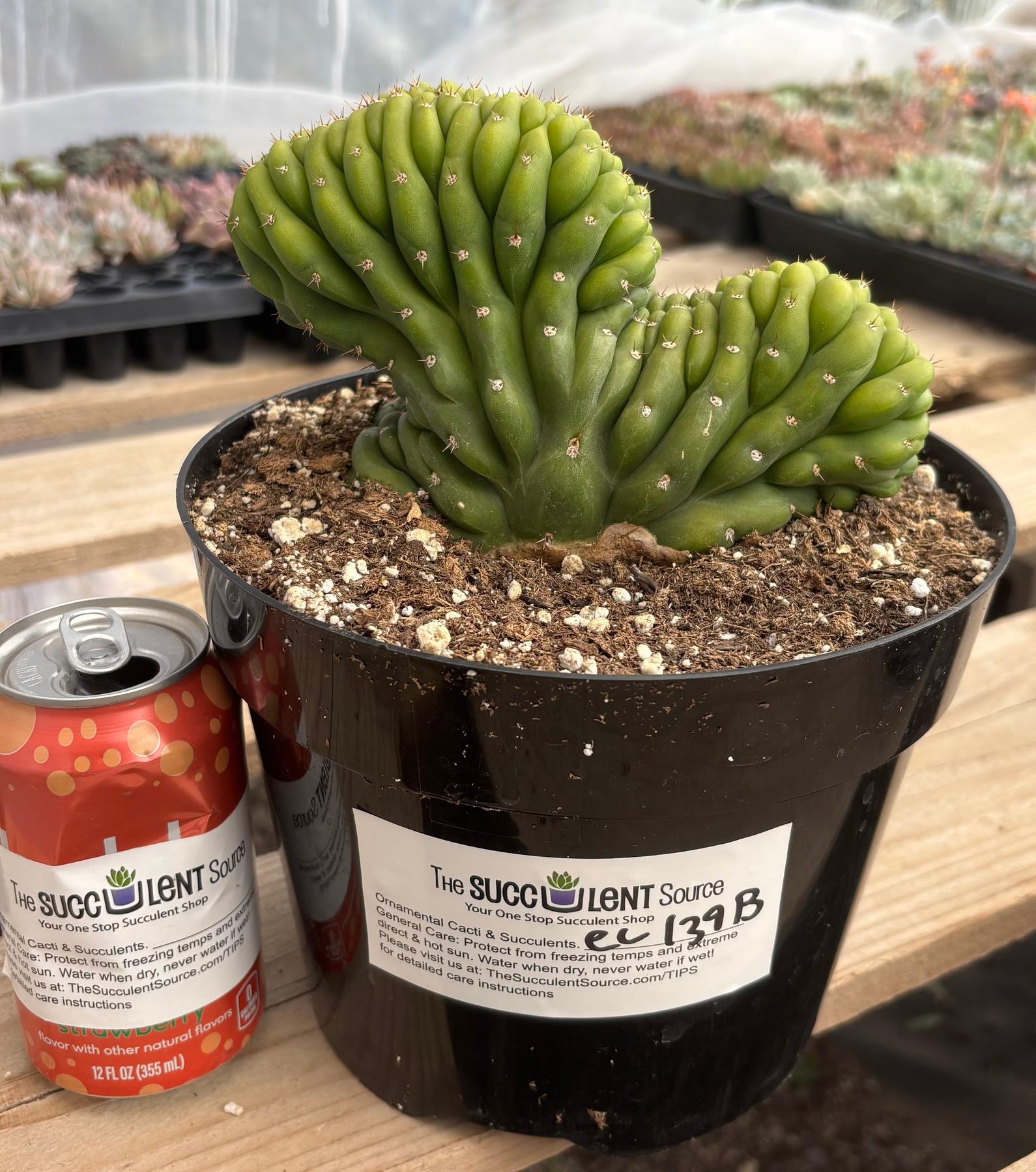 #EC139 EXACT Trichocereus Pachanoi San Pedro Crested Cactus in 8"-Cactus - Large - Exact-The Succulent Source