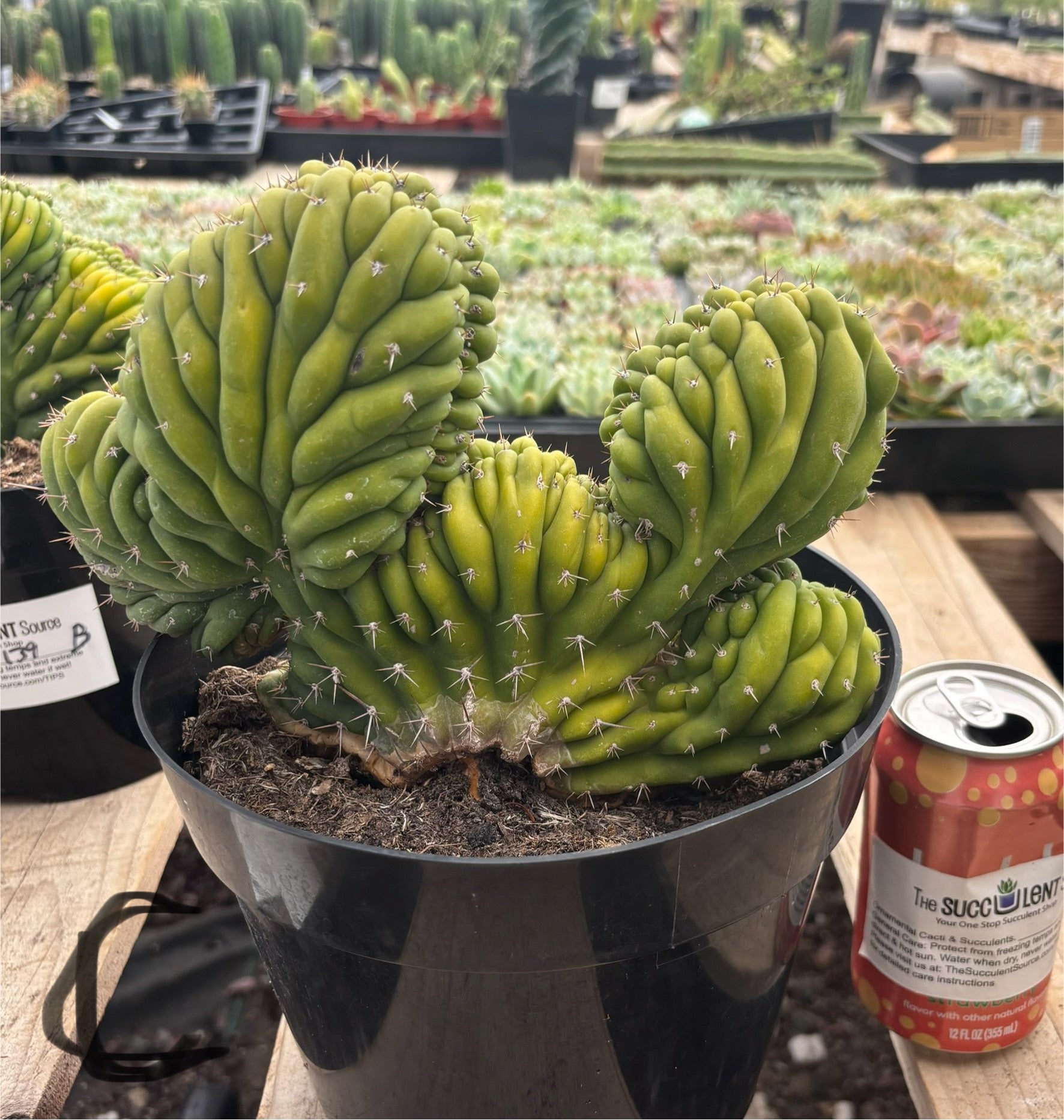 #EC139 EXACT Trichocereus Pachanoi San Pedro Crested Cactus in 8"-Cactus - Large - Exact-The Succulent Source