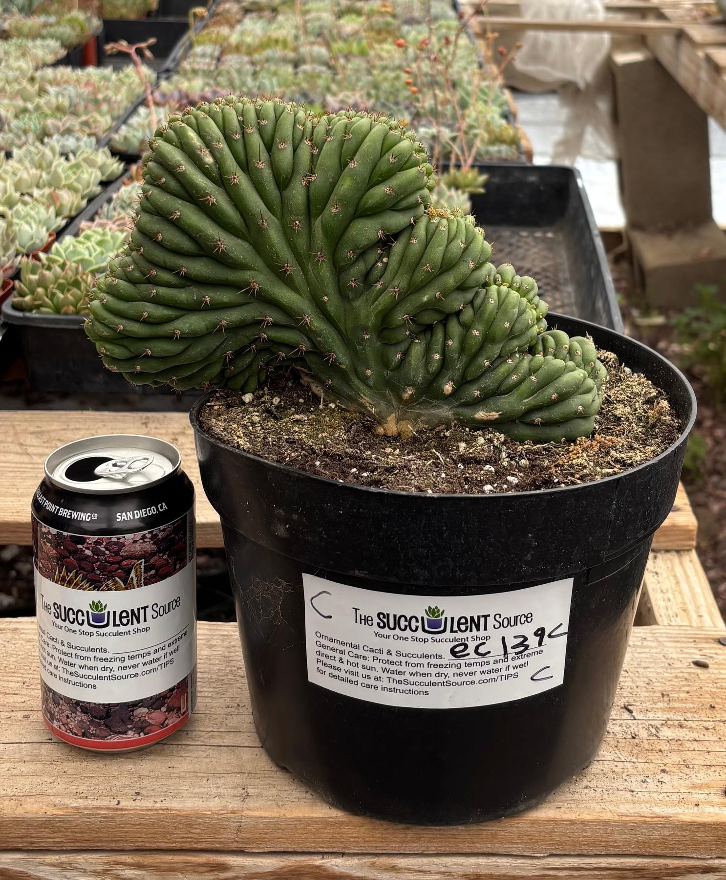 #EC139 EXACT Trichocereus Pachanoi San Pedro Crested Cactus in 8"-Cactus - Large - Exact-The Succulent Source
