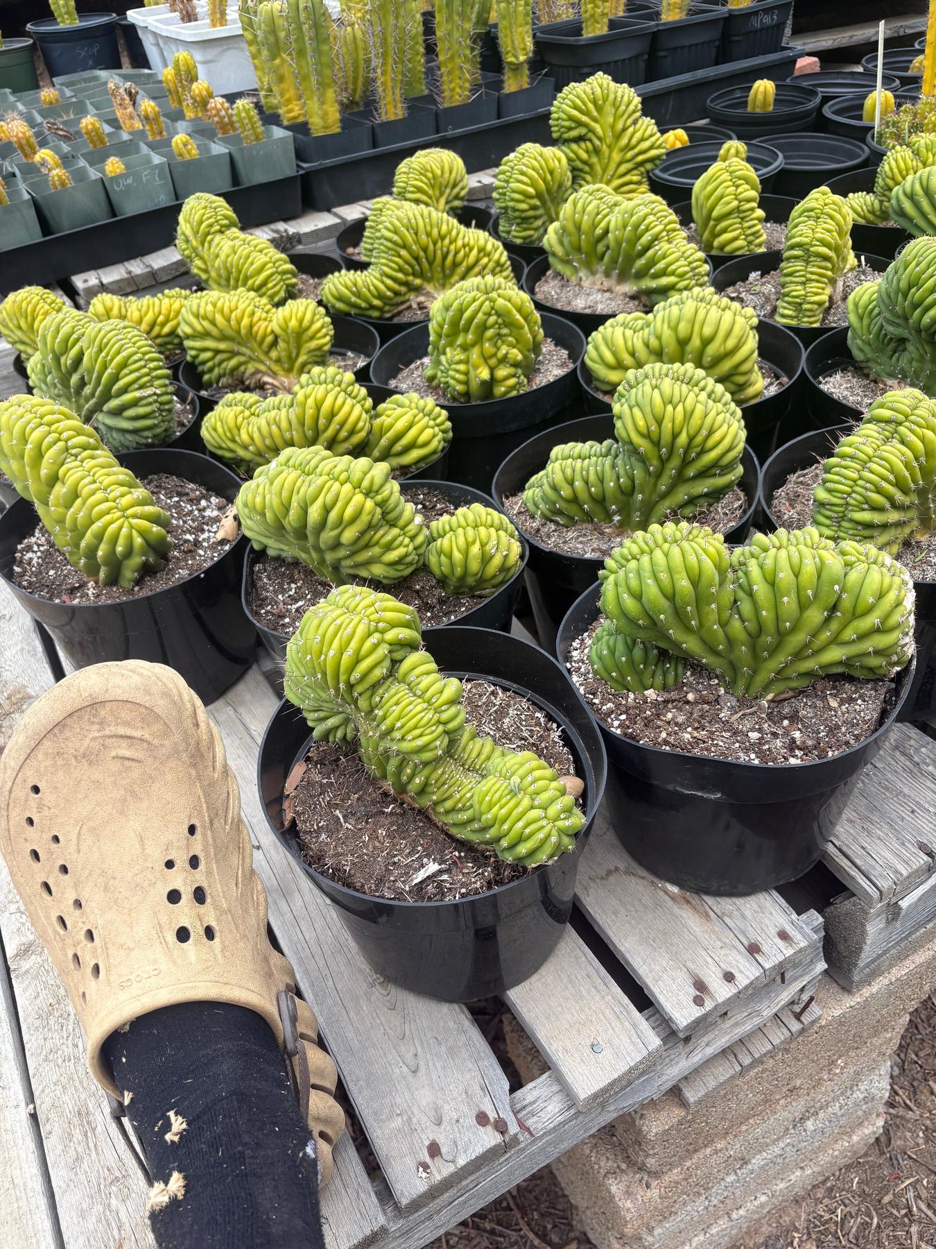 #EC139 EXACT Trichocereus Pachanoi Crested Cactus in 8" WE CHOOSE-Cactus - Large - Exact-The Succulent Source