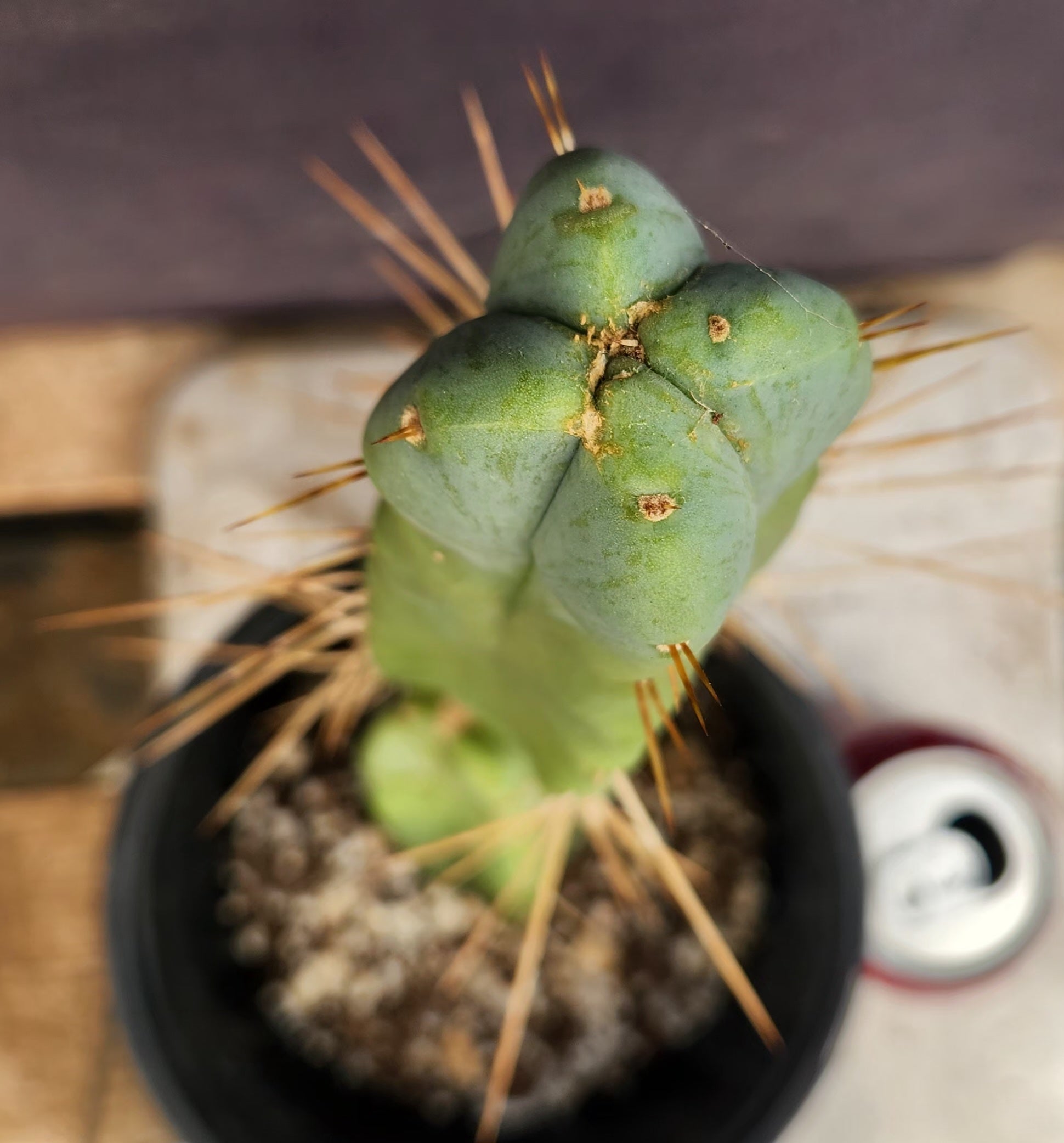 #EC14 Exact Trichocereus Bridgesii "Jiimz Twin Spine" Cactus 12.5”-Cactus - Large - Exact-The Succulent Source