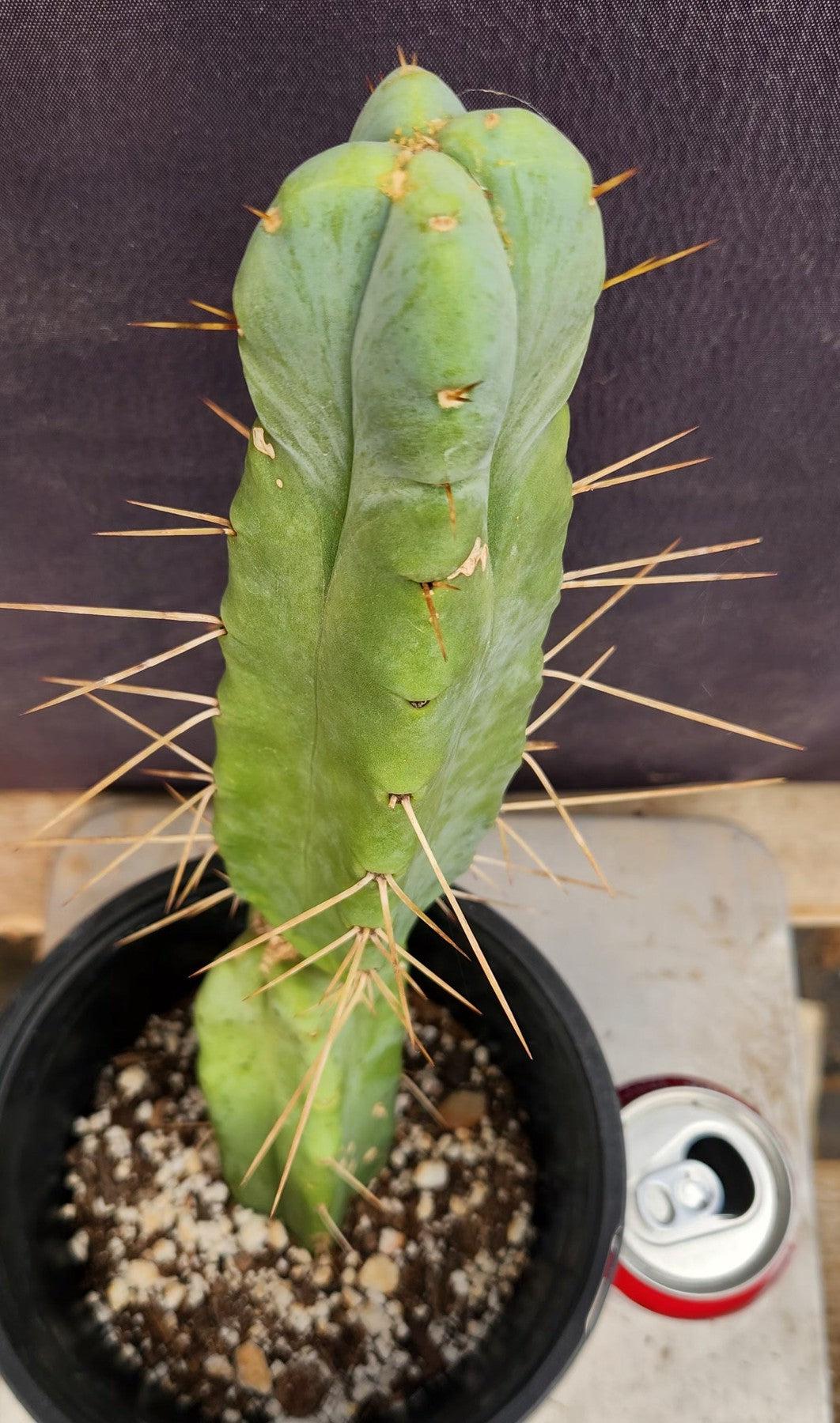 #EC14 Exact Trichocereus Bridgesii "Jiimz Twin Spine" Cactus 12.5”-Cactus - Large - Exact-The Succulent Source