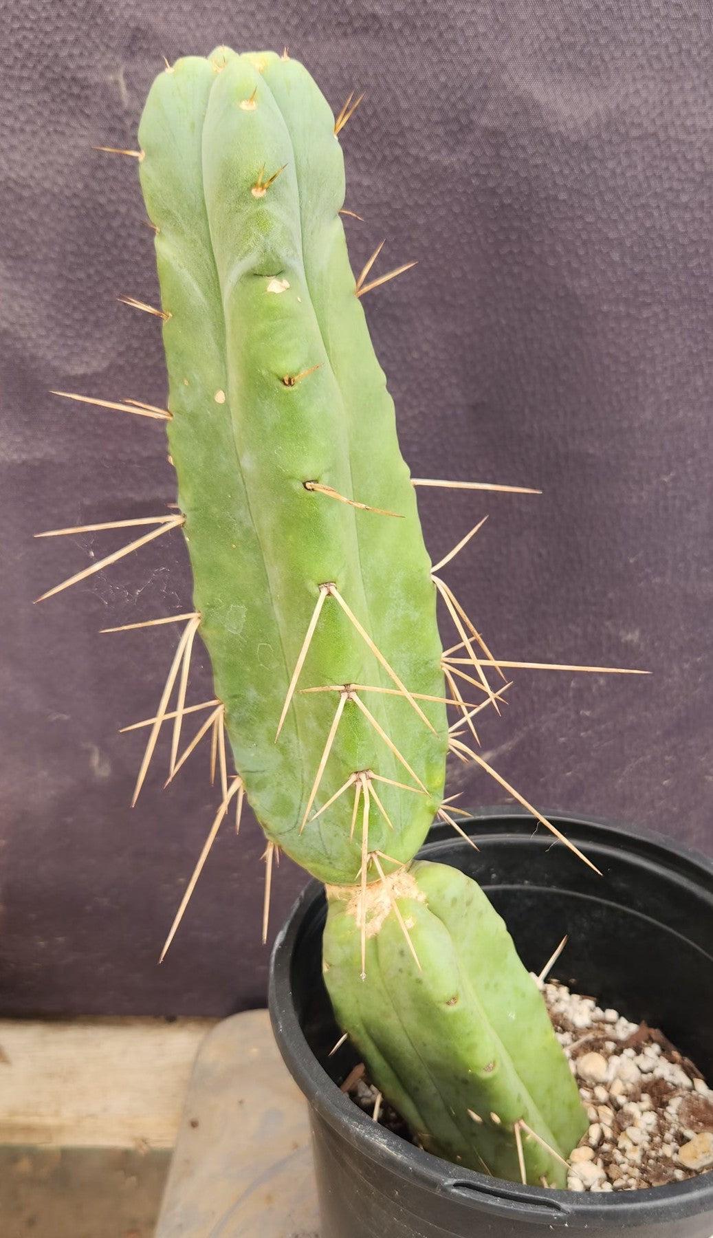 #EC14 Exact Trichocereus Bridgesii "Jiimz Twin Spine" Cactus 12.5”-Cactus - Large - Exact-The Succulent Source