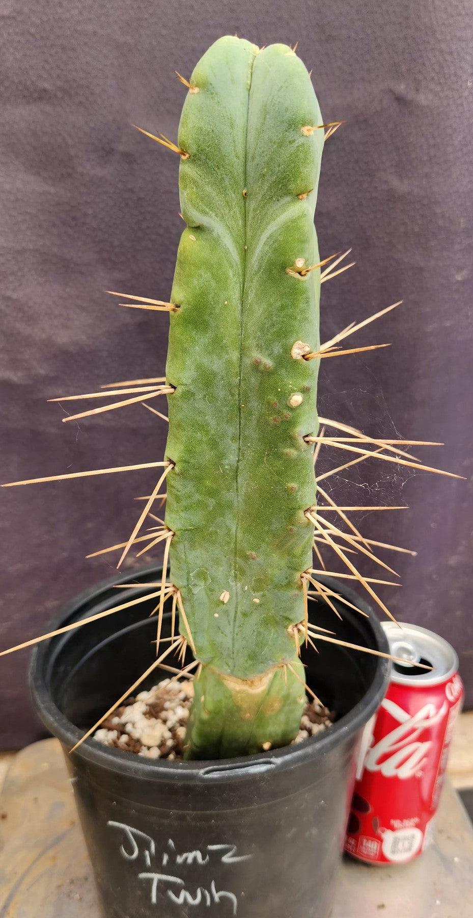 #EC14 Exact Trichocereus Bridgesii "Jiimz Twin Spine" Cactus 12.5”-Cactus - Large - Exact-The Succulent Source