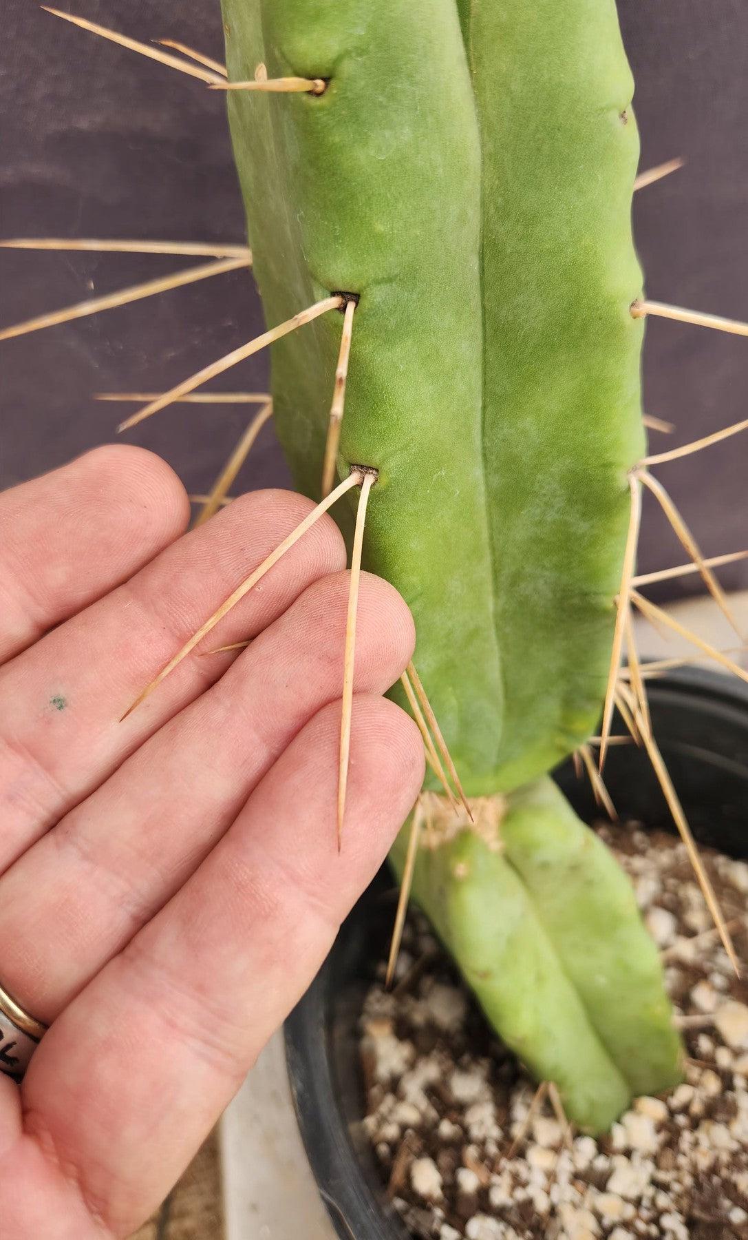 #EC14 Exact Trichocereus Bridgesii "Jiimz Twin Spine" Cactus 12.5”-Cactus - Large - Exact-The Succulent Source