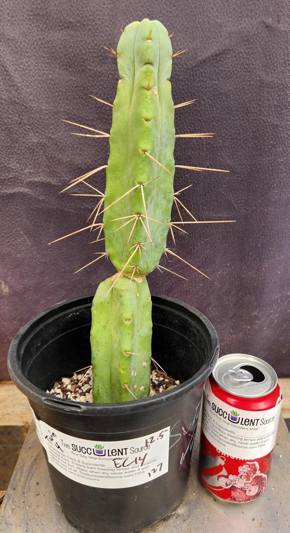 #EC14 Exact Trichocereus Bridgesii "Jiimz Twin Spine" Cactus 12.5”-Cactus - Large - Exact-The Succulent Source