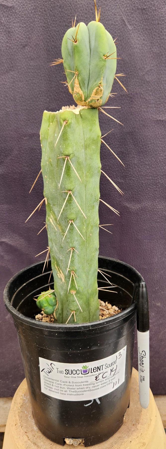 #EC14 Exact Trichocereus Bridgesii "Jiimz Twin Spine" Cactus 13”-Cactus - Large - Exact-The Succulent Source