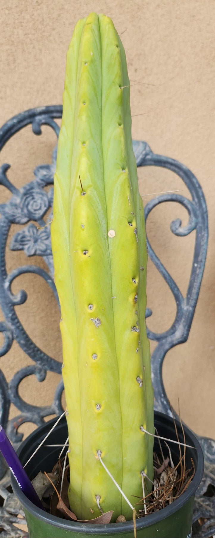 #EC14 Exact Trichocereus Bridgesii "Jiimz Twin Spine" Cactus 16.5”-Cactus - Large - Exact-The Succulent Source