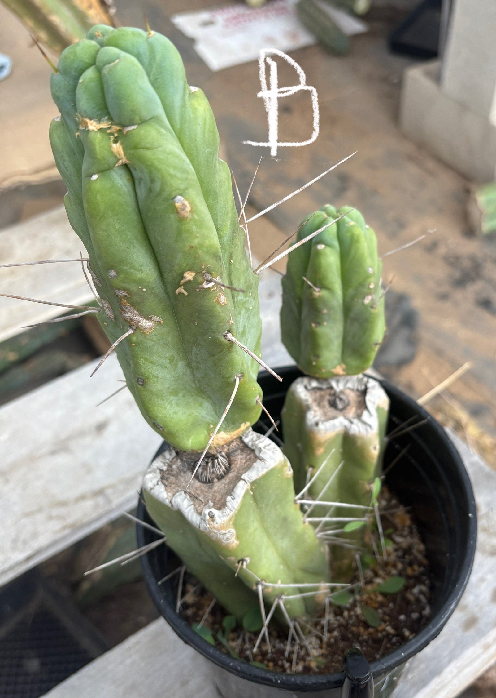 #EC14 Exact Trichocereus Bridgesii "Jiimz Twin Spine" Potted Cactus A-E-Cactus - Large - Exact-The Succulent Source