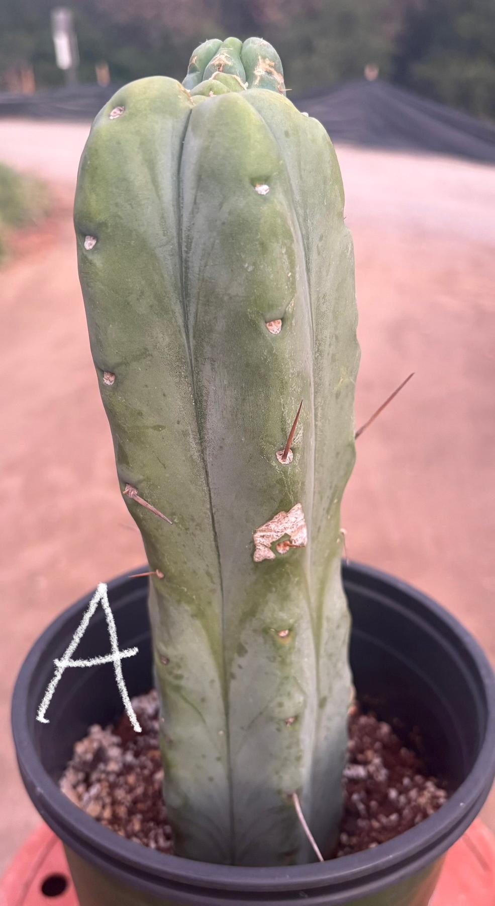 #EC14 Exact Trichocereus Bridgesii "Jiimz Twin Spine" Potted Cactus A-E-Cactus - Large - Exact-The Succulent Source