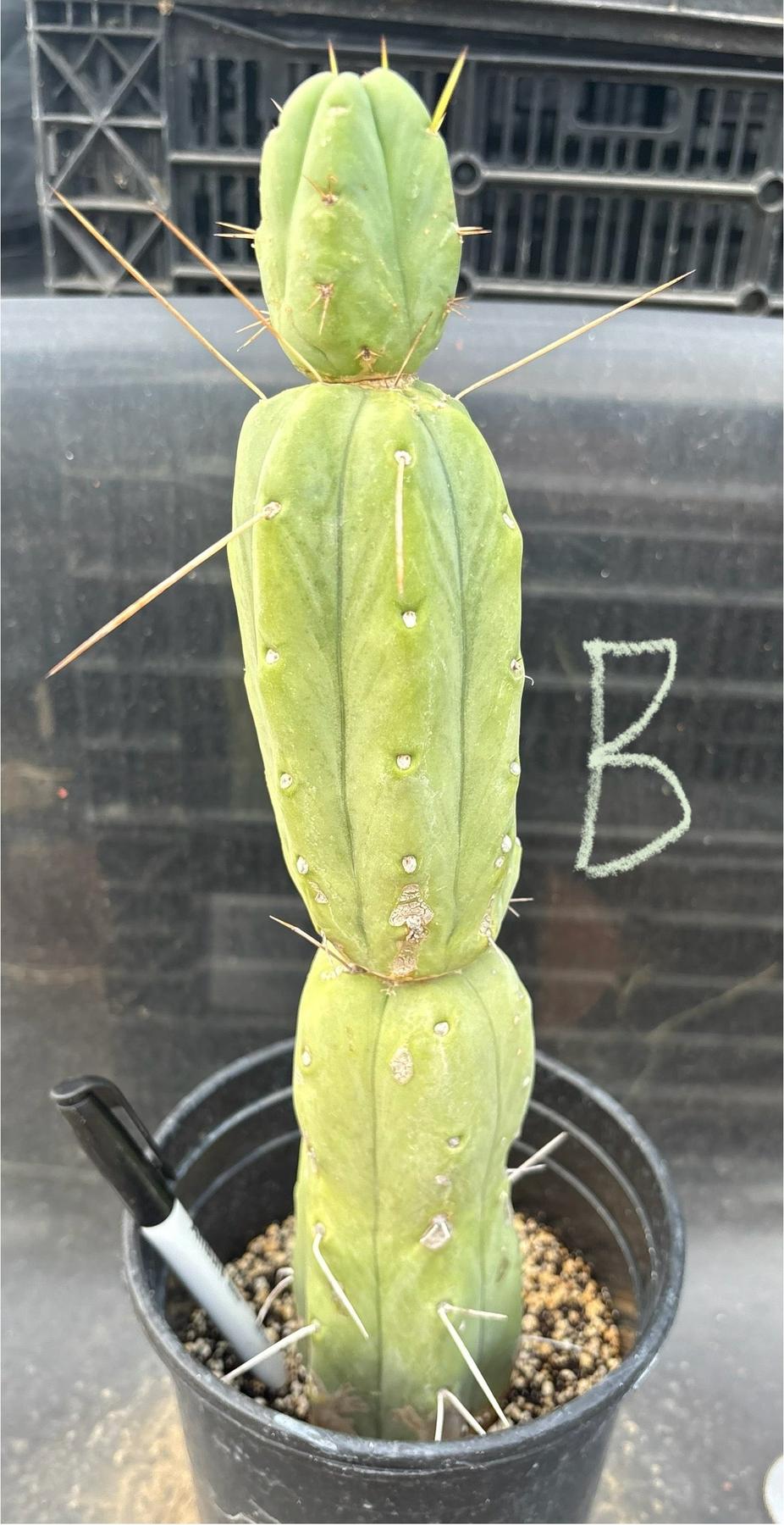#EC14 Exact Trichocereus Bridgesii "Jiimz Twin Spine" Potted Cactus A-E-Cactus - Large - Exact-The Succulent Source