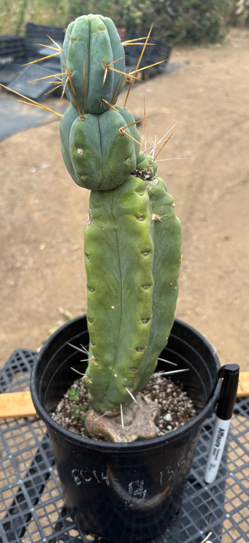 #EC14 Exact Trichocereus Bridgesii "Jiimz Twin Spine" Potted Cactus A-E-Cactus - Large - Exact-The Succulent Source