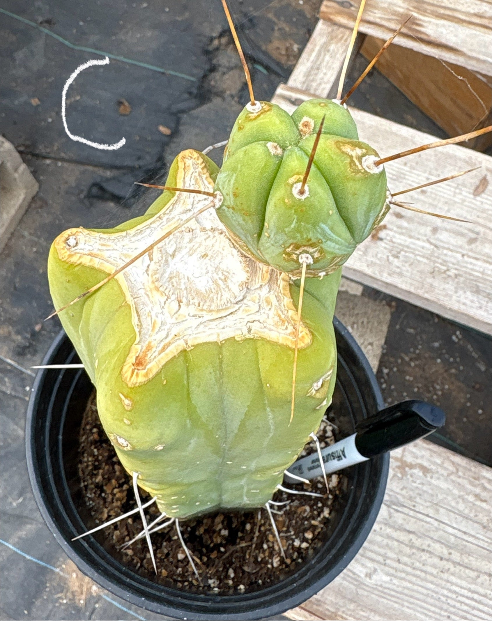 #EC14 Exact Trichocereus Bridgesii "Jiimz Twin Spine" Potted Cactus A-E-Cactus - Large - Exact-The Succulent Source