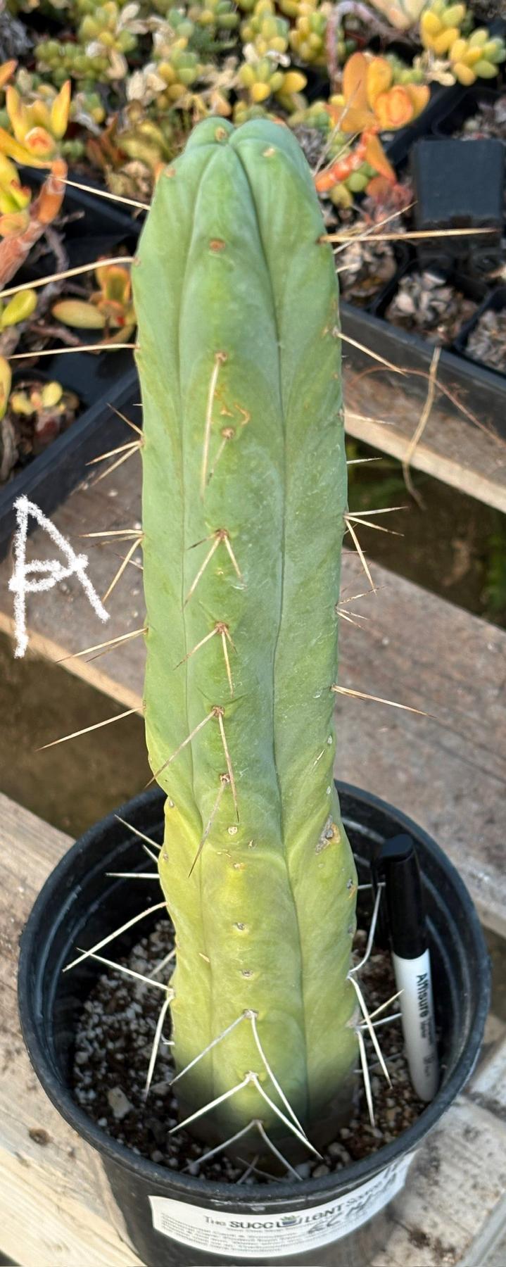 #EC14 Exact Trichocereus Bridgesii "Jiimz Twin Spine" Potted Cactus A-E-Cactus - Large - Exact-The Succulent Source