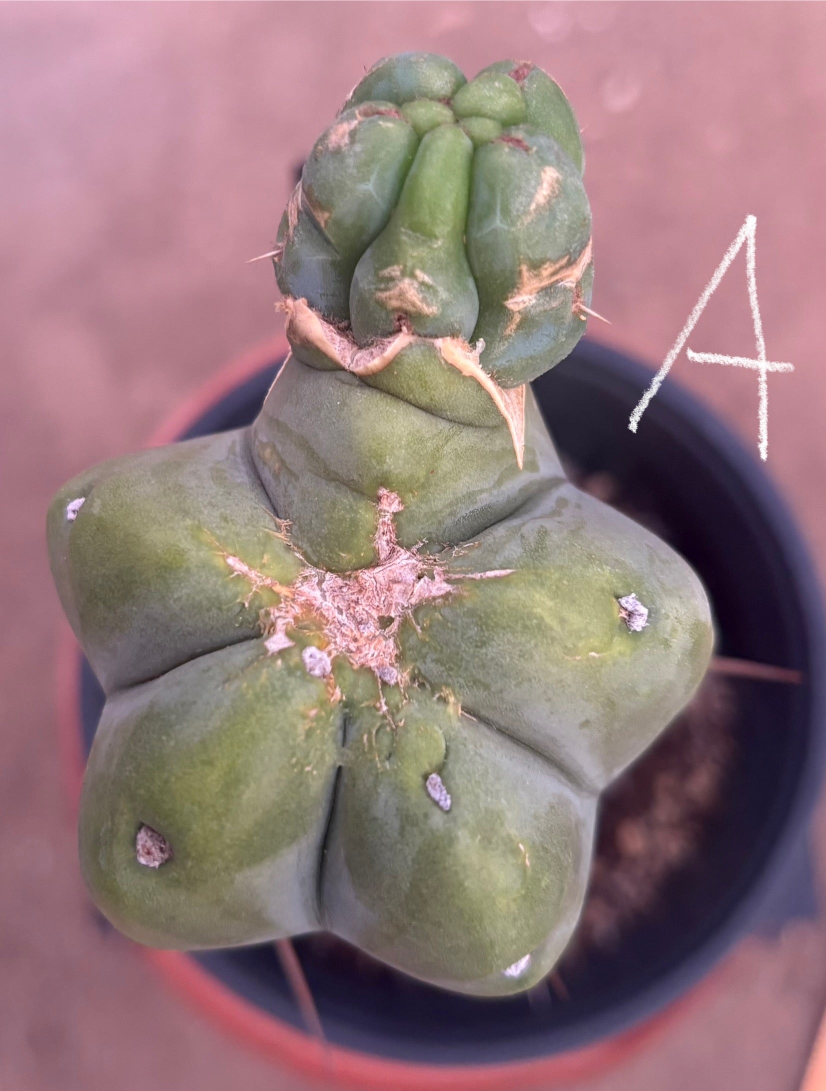 #EC14 Exact Trichocereus Bridgesii "Jiimz Twin Spine" Potted Cactus A-E-Cactus - Large - Exact-The Succulent Source