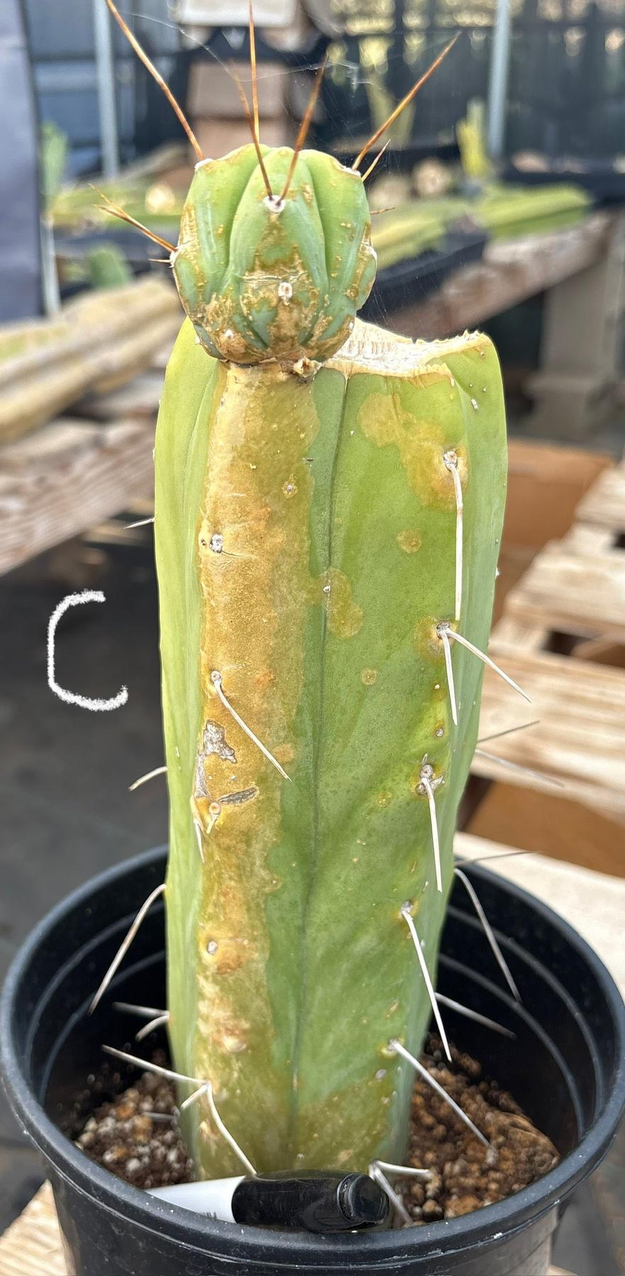 #EC14 Exact Trichocereus Bridgesii "Jiimz Twin Spine" Potted Cactus A-E-Cactus - Large - Exact-The Succulent Source