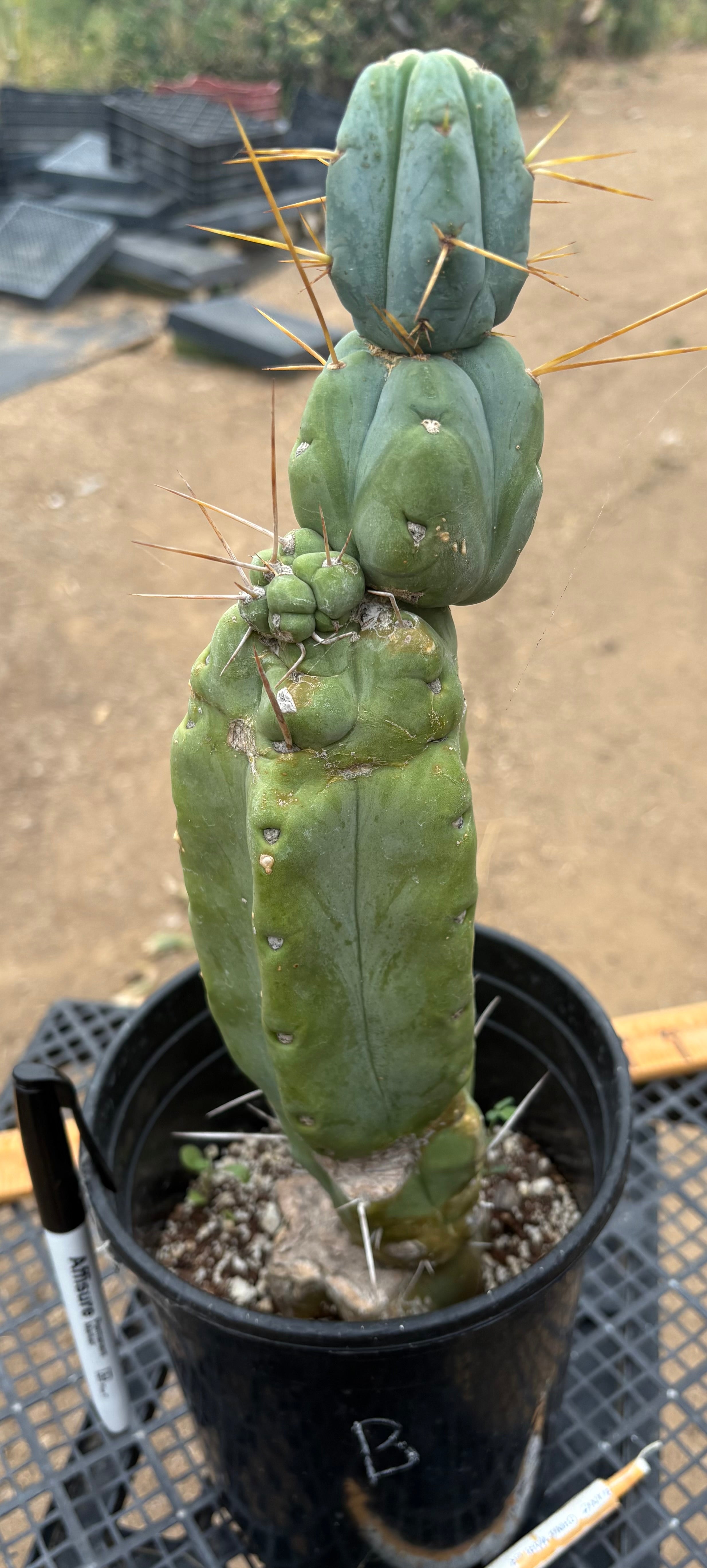 #EC14 Exact Trichocereus Bridgesii "Jiimz Twin Spine" Potted Cactus A-E-Cactus - Large - Exact-The Succulent Source