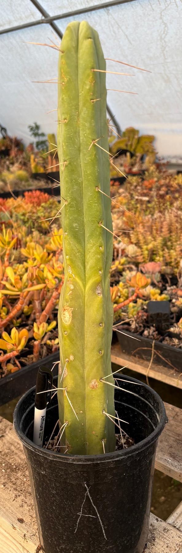 #EC14 Exact Trichocereus Bridgesii "Jiimz Twin Spine" Potted Cactus A-E-Cactus - Large - Exact-The Succulent Source