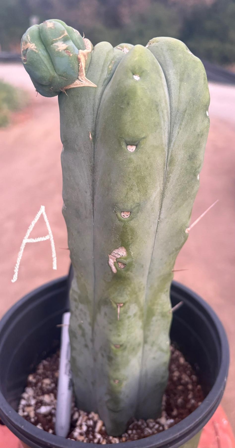 #EC14 Exact Trichocereus Bridgesii "Jiimz Twin Spine" Potted Cactus A-E-Cactus - Large - Exact-The Succulent Source