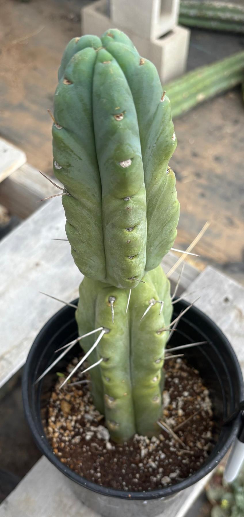 #EC14 Exact Trichocereus Bridgesii "Jiimz Twin Spine" Potted Cactus A-E-Cactus - Large - Exact-The Succulent Source