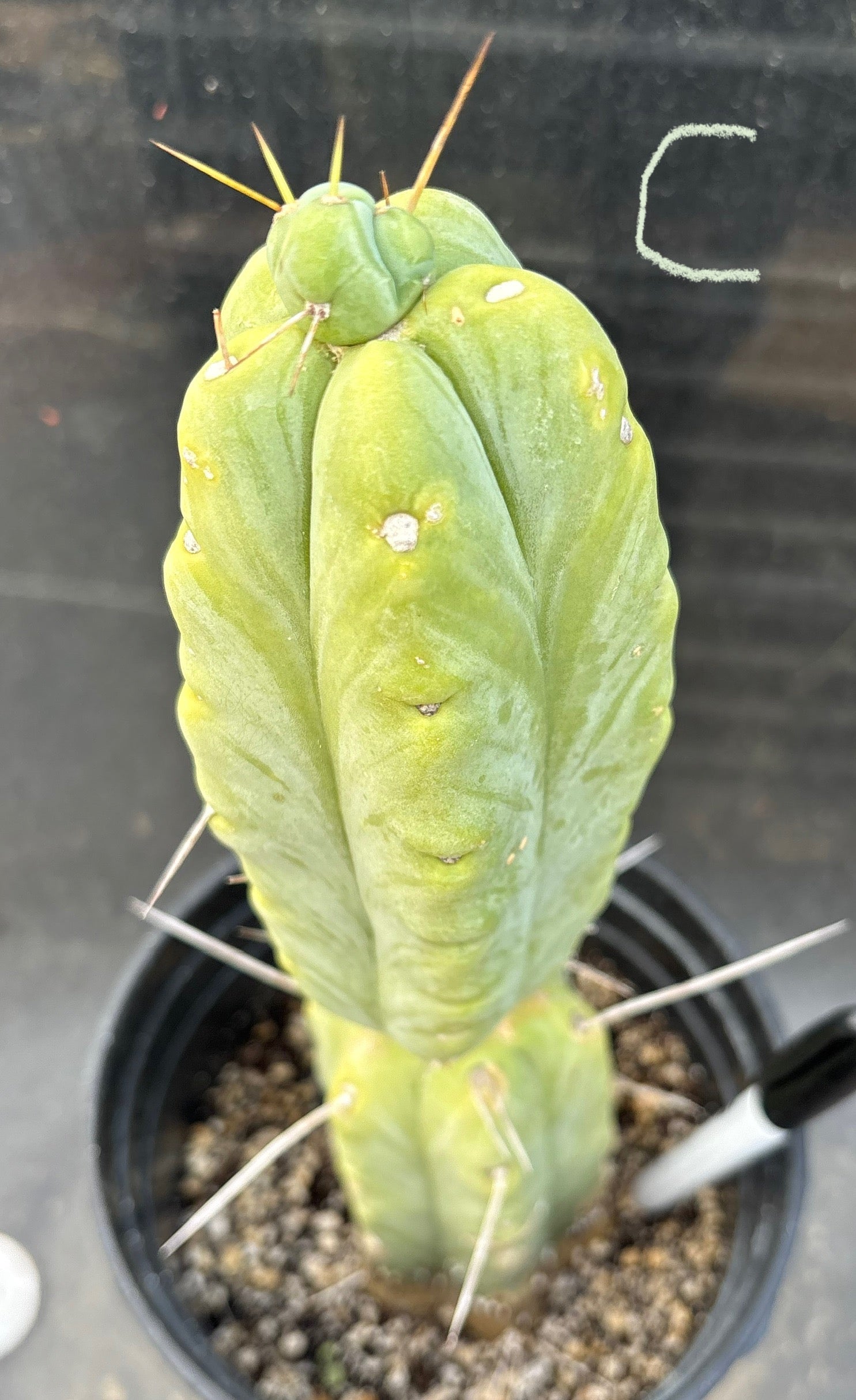 #EC14 Exact Trichocereus Bridgesii "Jiimz Twin Spine" Potted Cactus A-E-Cactus - Large - Exact-The Succulent Source