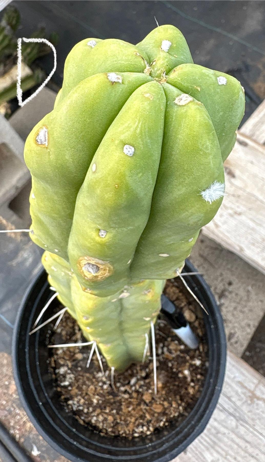 #EC14 Exact Trichocereus Bridgesii "Jiimz Twin Spine" Potted Cactus A-E-Cactus - Large - Exact-The Succulent Source
