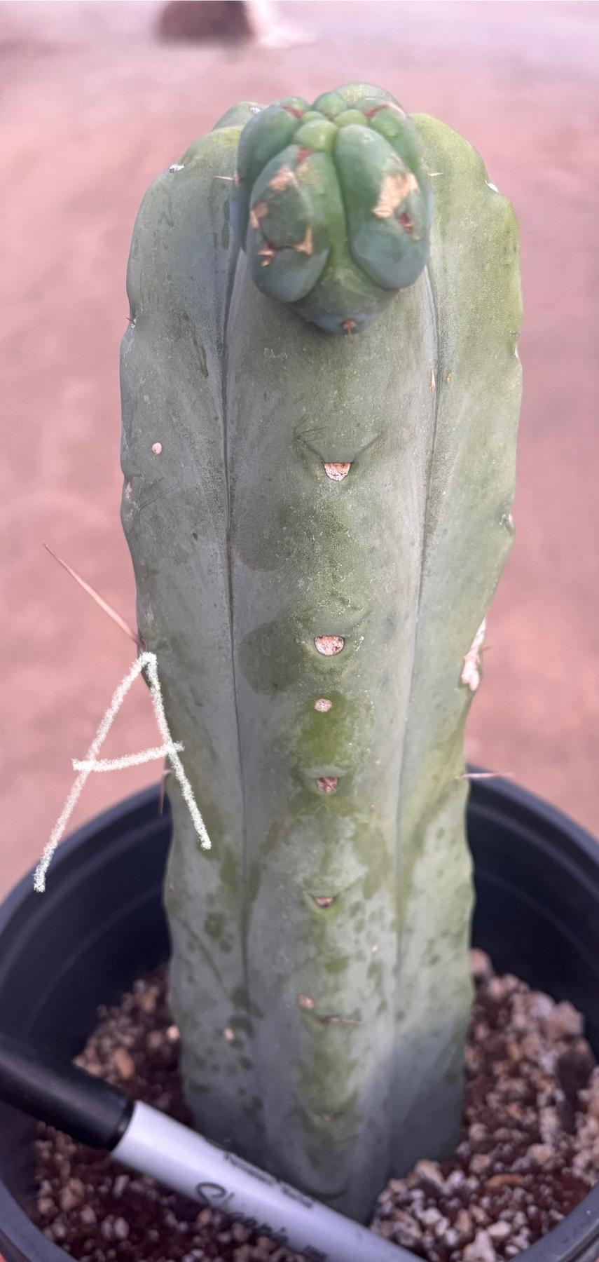 #EC14 Exact Trichocereus Bridgesii "Jiimz Twin Spine" Potted Cactus A-E-Cactus - Large - Exact-The Succulent Source