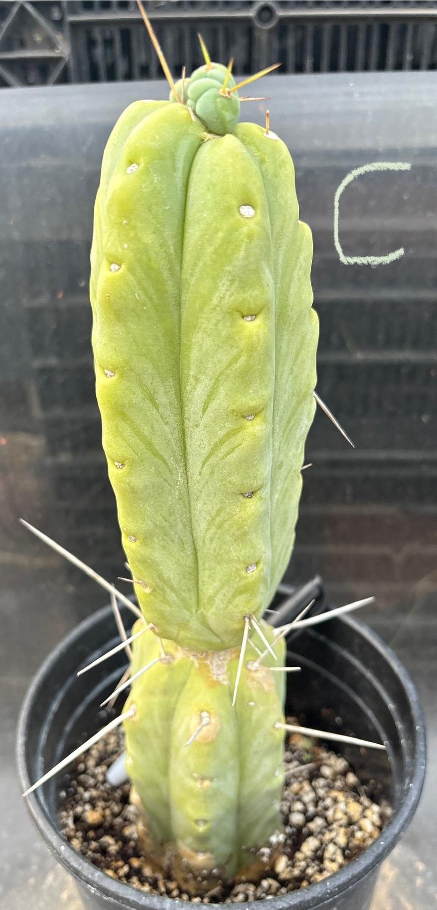 Cactusプロフィ必読様 San Pedro Cactus for Sale Trichocereus - #EC14 Exact Trichocereus