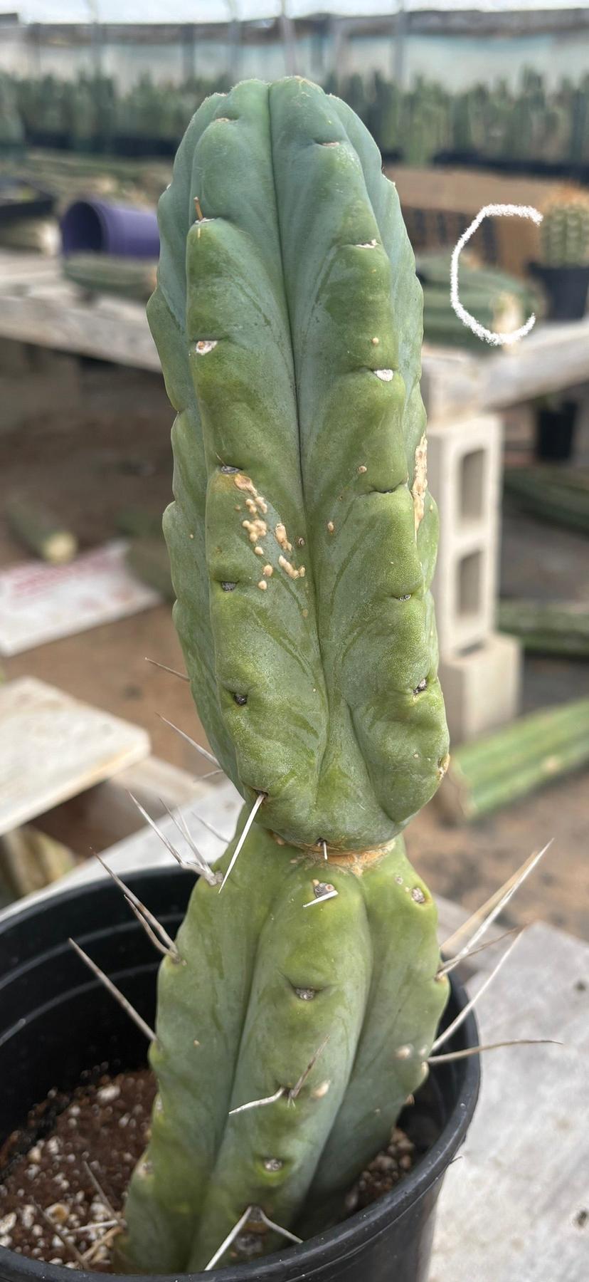 #EC14 Exact Trichocereus Bridgesii "Jiimz Twin Spine" Potted Cactus A-E-Cactus - Large - Exact-The Succulent Source