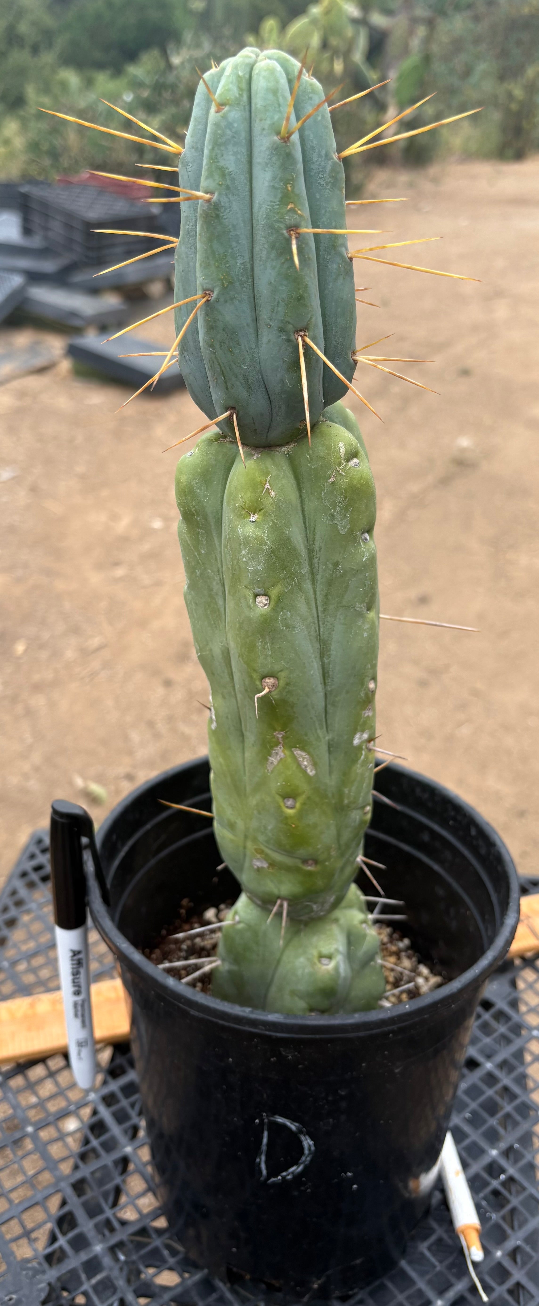 #EC14 Exact Trichocereus Bridgesii "Jiimz Twin Spine" Potted Cactus A-E-Cactus - Large - Exact-The Succulent Source