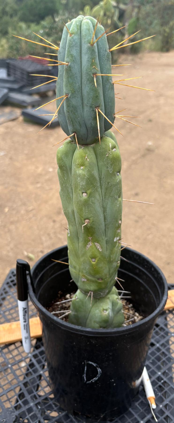 #EC14 Exact Trichocereus Bridgesii "Jiimz Twin Spine" Potted Cactus A-E-Cactus - Large - Exact-The Succulent Source