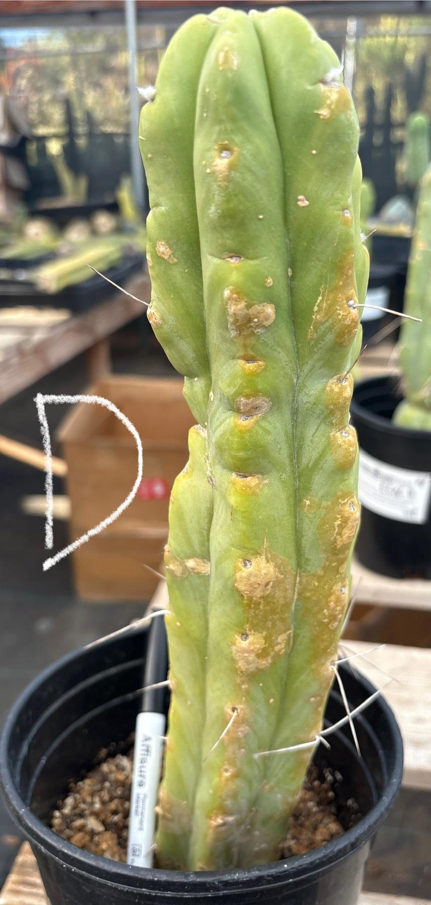 #EC14 Exact Trichocereus Bridgesii "Jiimz Twin Spine" Potted Cactus A-E-Cactus - Large - Exact-The Succulent Source