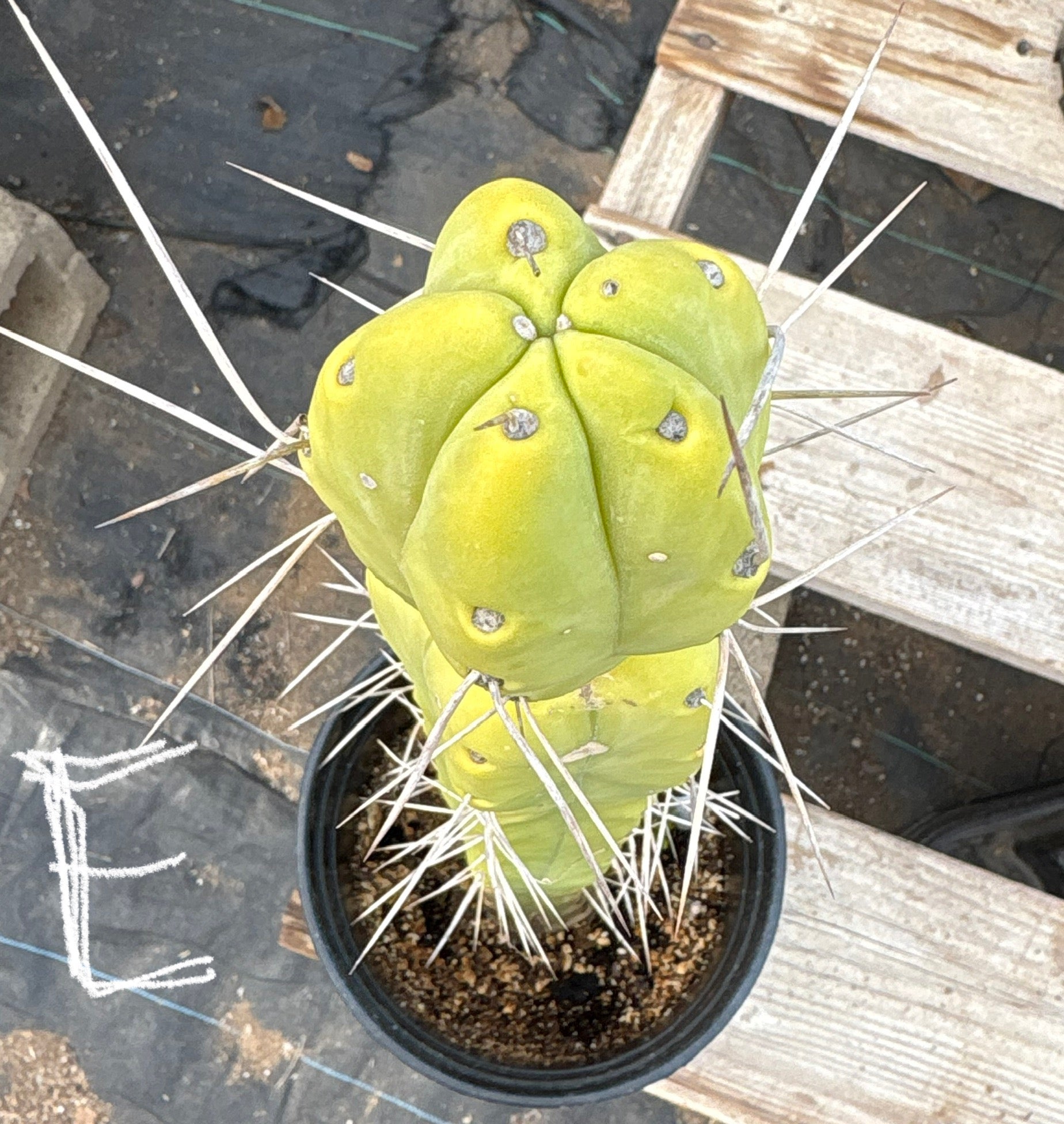 #EC14 Exact Trichocereus Bridgesii "Jiimz Twin Spine" Potted Cactus A-E-Cactus - Large - Exact-The Succulent Source