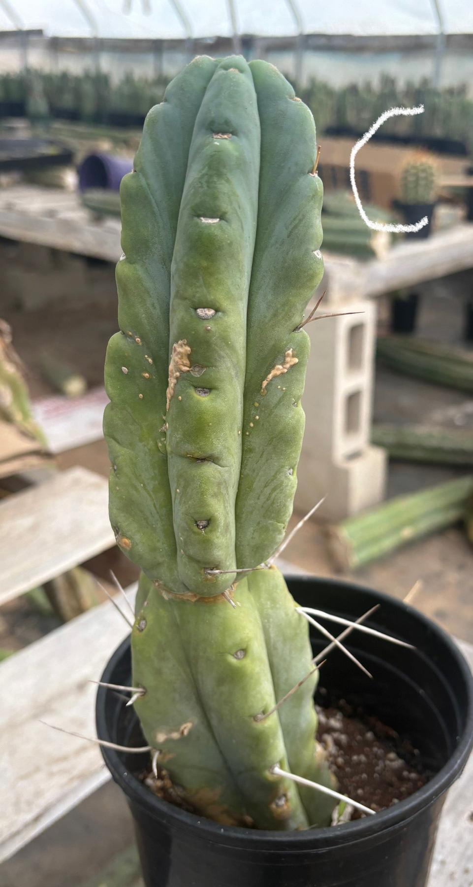 #EC14 Exact Trichocereus Bridgesii "Jiimz Twin Spine" Potted Cactus A-E-Cactus - Large - Exact-The Succulent Source