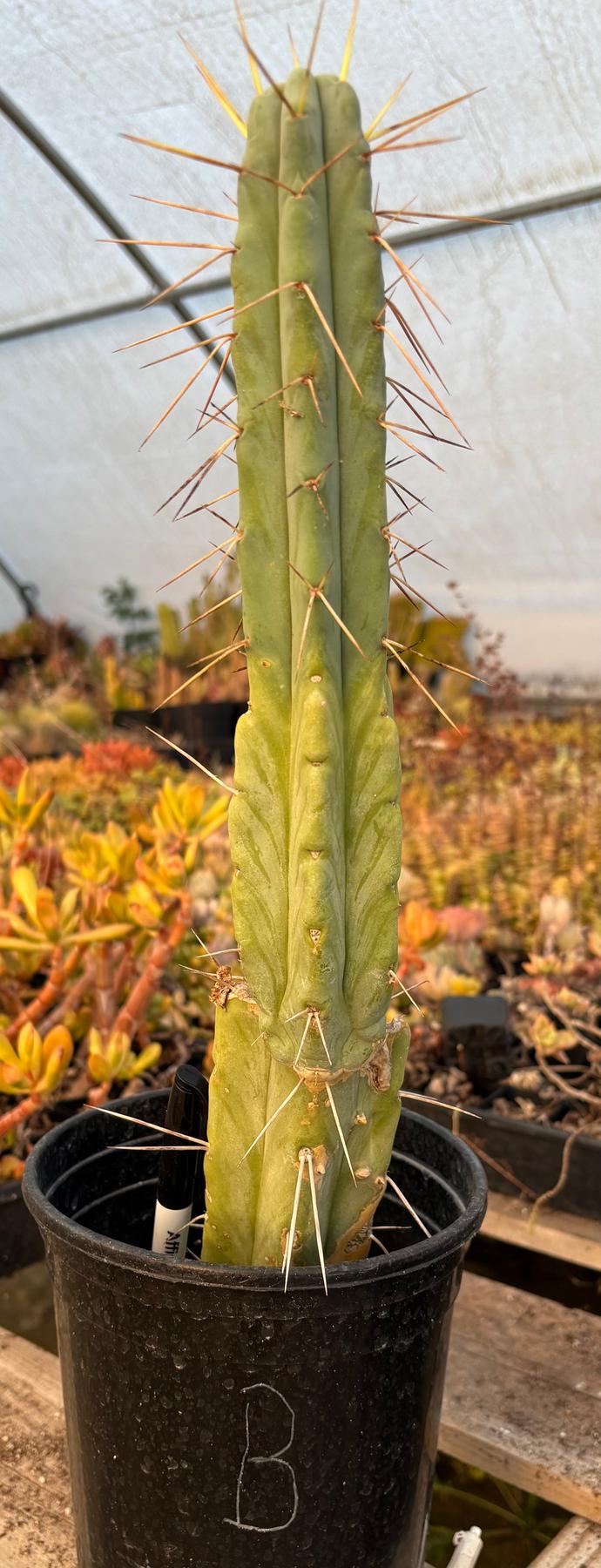 #EC14 Exact Trichocereus Bridgesii "Jiimz Twin Spine" Potted Cactus A-E-Cactus - Large - Exact-The Succulent Source